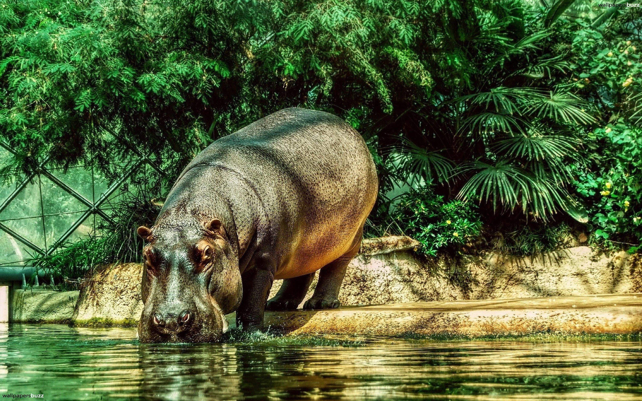 2560x1600 Hippopotamus HD Wallpaper, Desktop