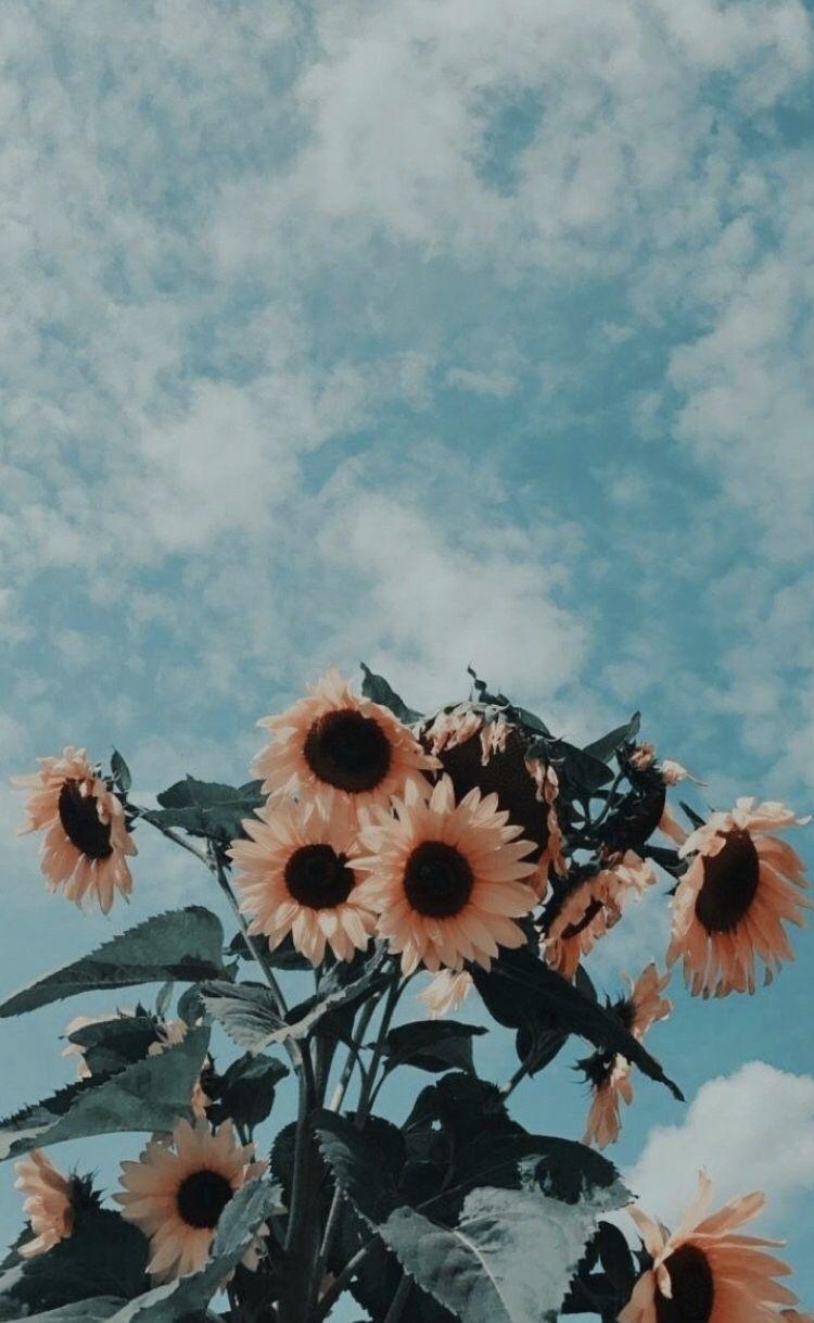 750x1220 sunflowers iphone phone background aesthetic filters, Phone