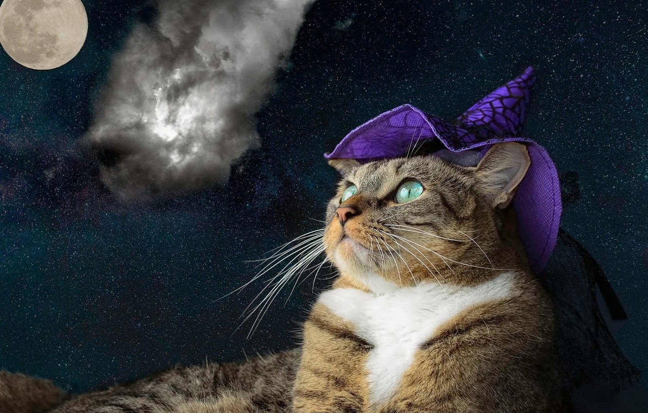 1340x850 Wallpaper cat, purple, cat, look, face, space, clouds, night, grey, collage, the universe, the moon, hat, portrait, treatment, lies image for desktop, section кошки, Desktop