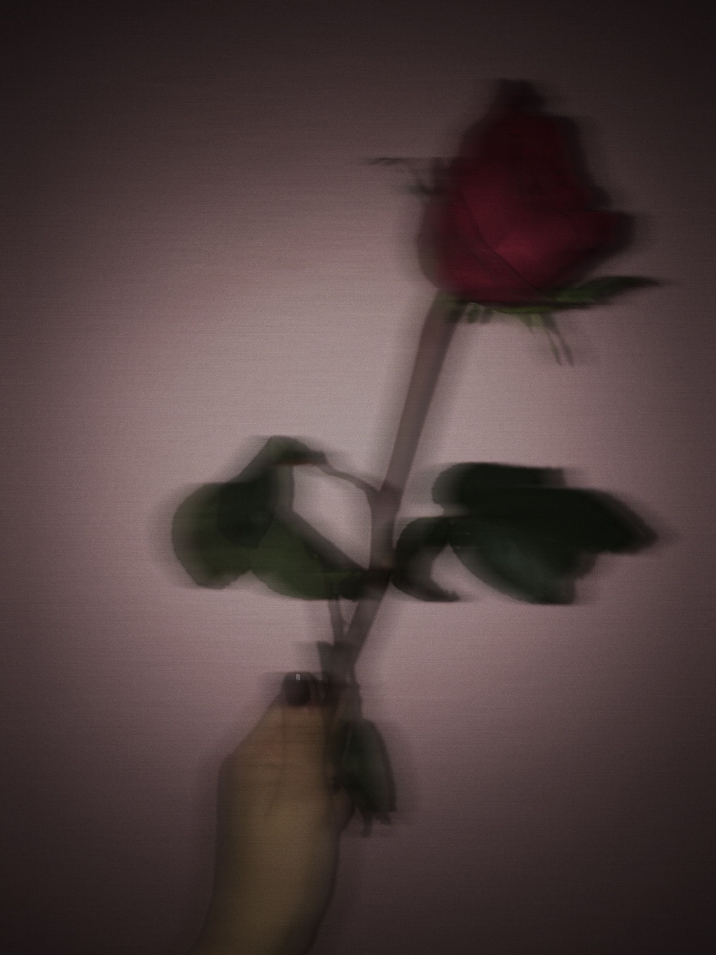 2450x3270 Best aesthetic roses image. Aesthetic roses, Red aesthetic, Phone