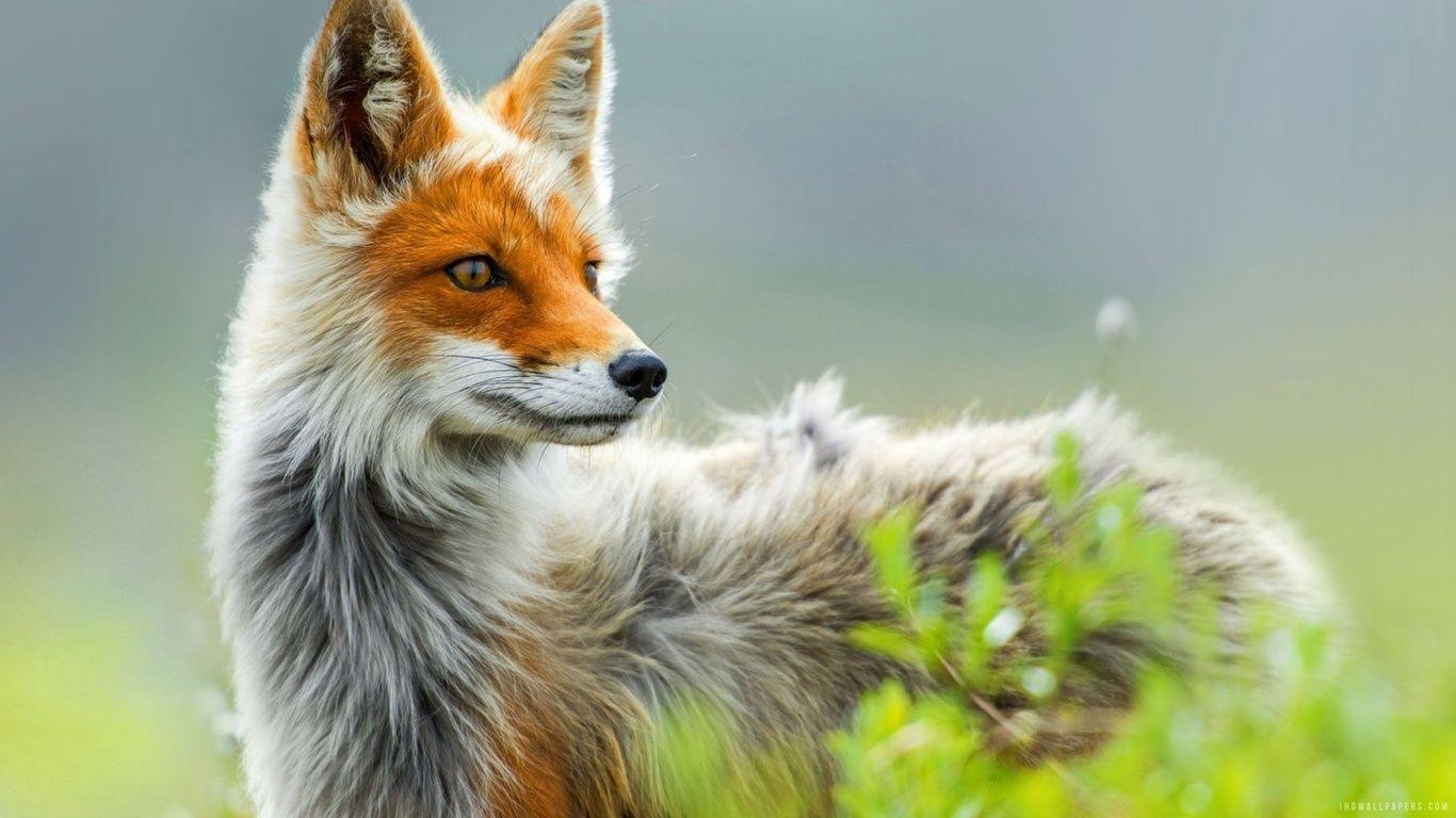 1370x770 Wild Fox Art  Resolution HD 4k Wallpaper, Image, Desktop