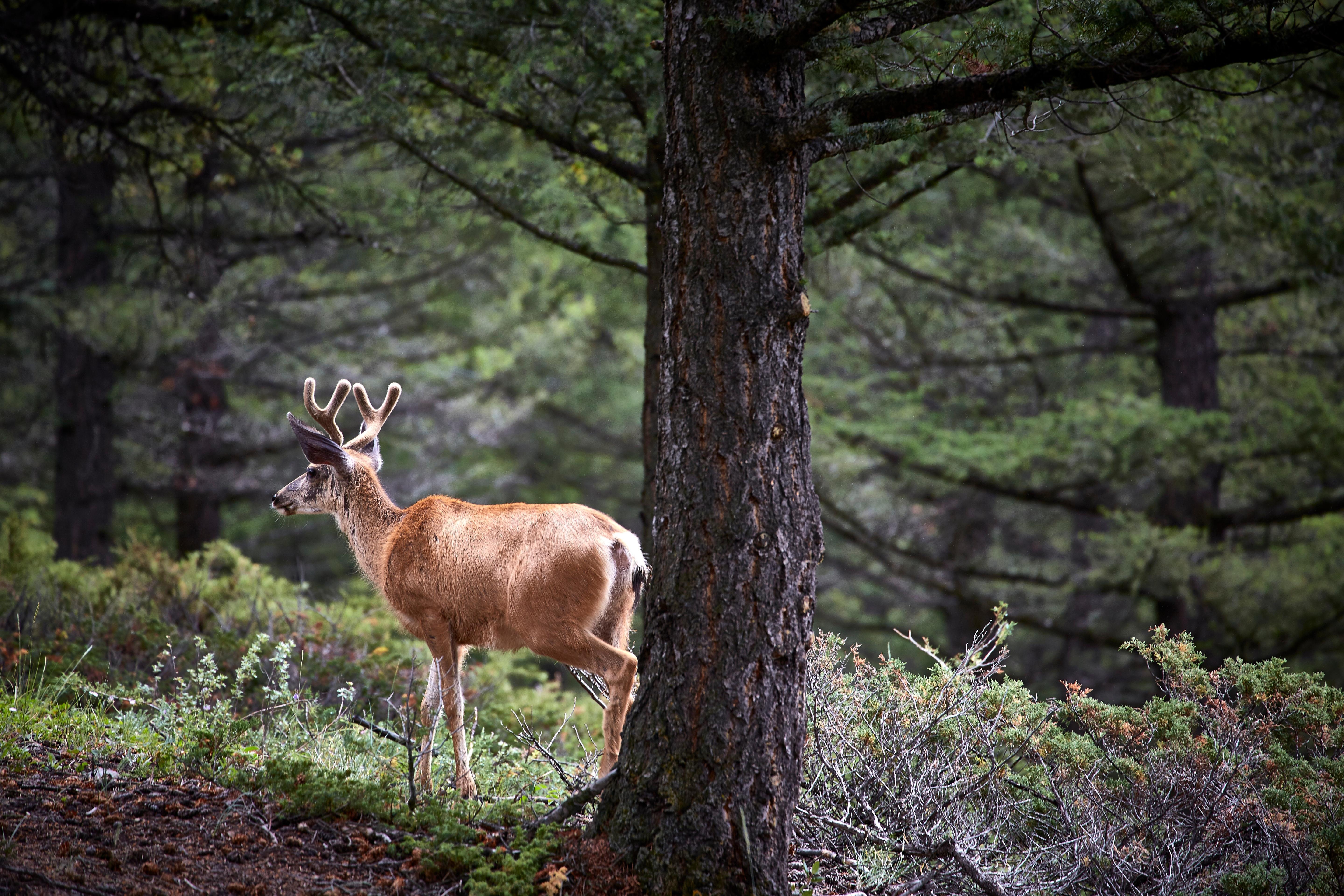 5760x3840 Antlers or horns? What's the difference?. MNN, Desktop