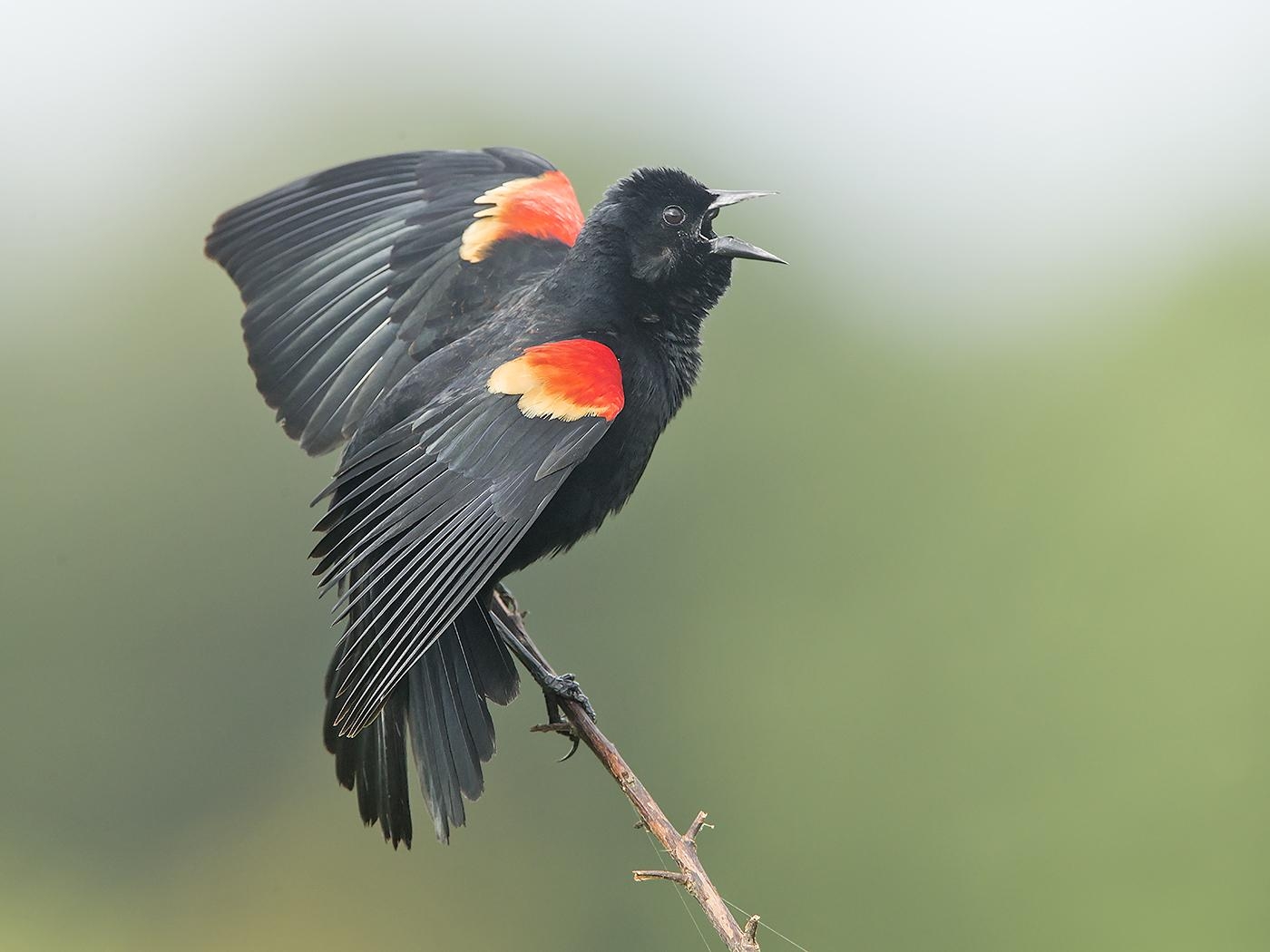 1400x1050 Details, Red Winged Blackbird, Desktop