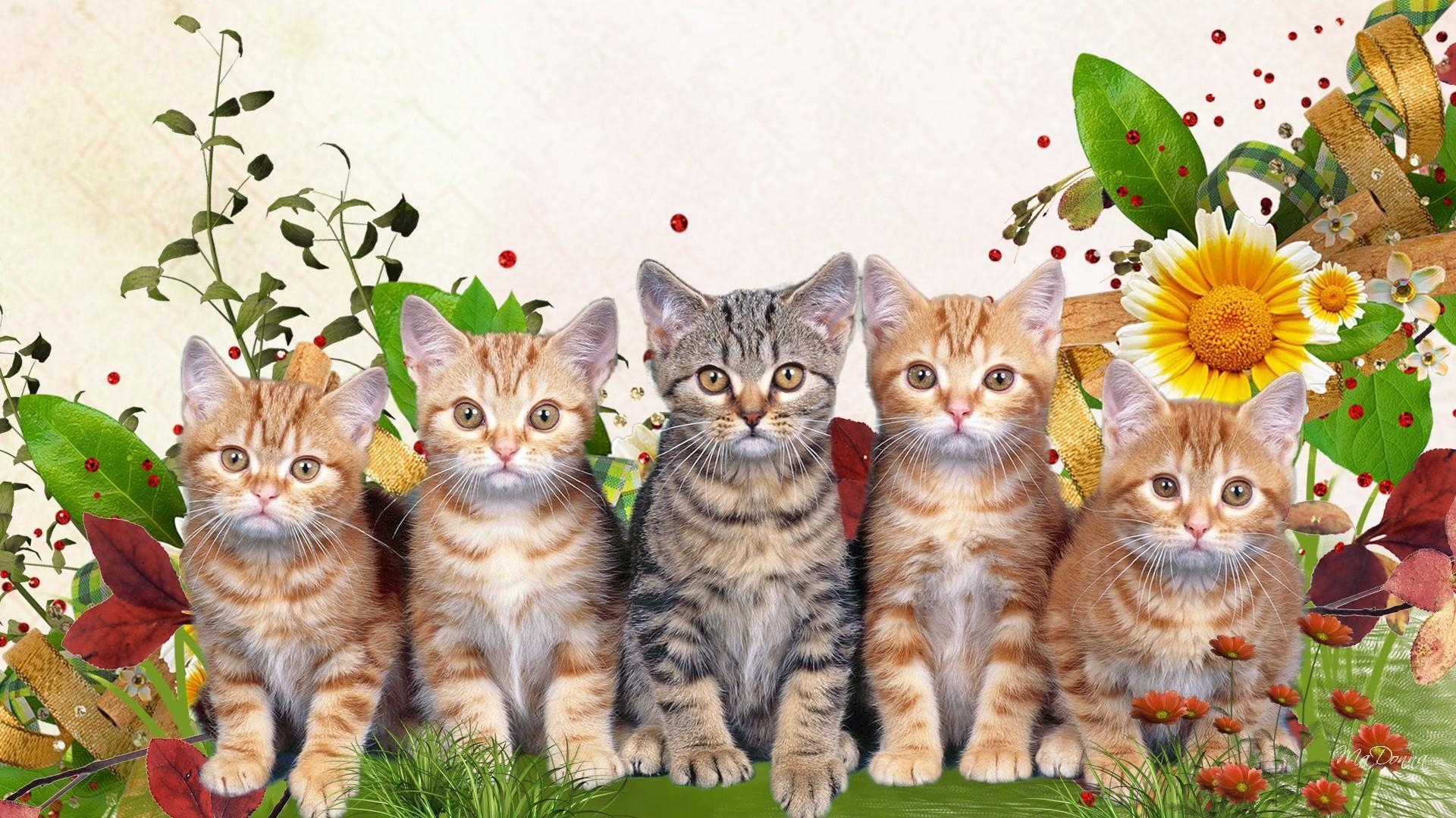 1920x1080 spring kittens desktop wallpaper, Desktop