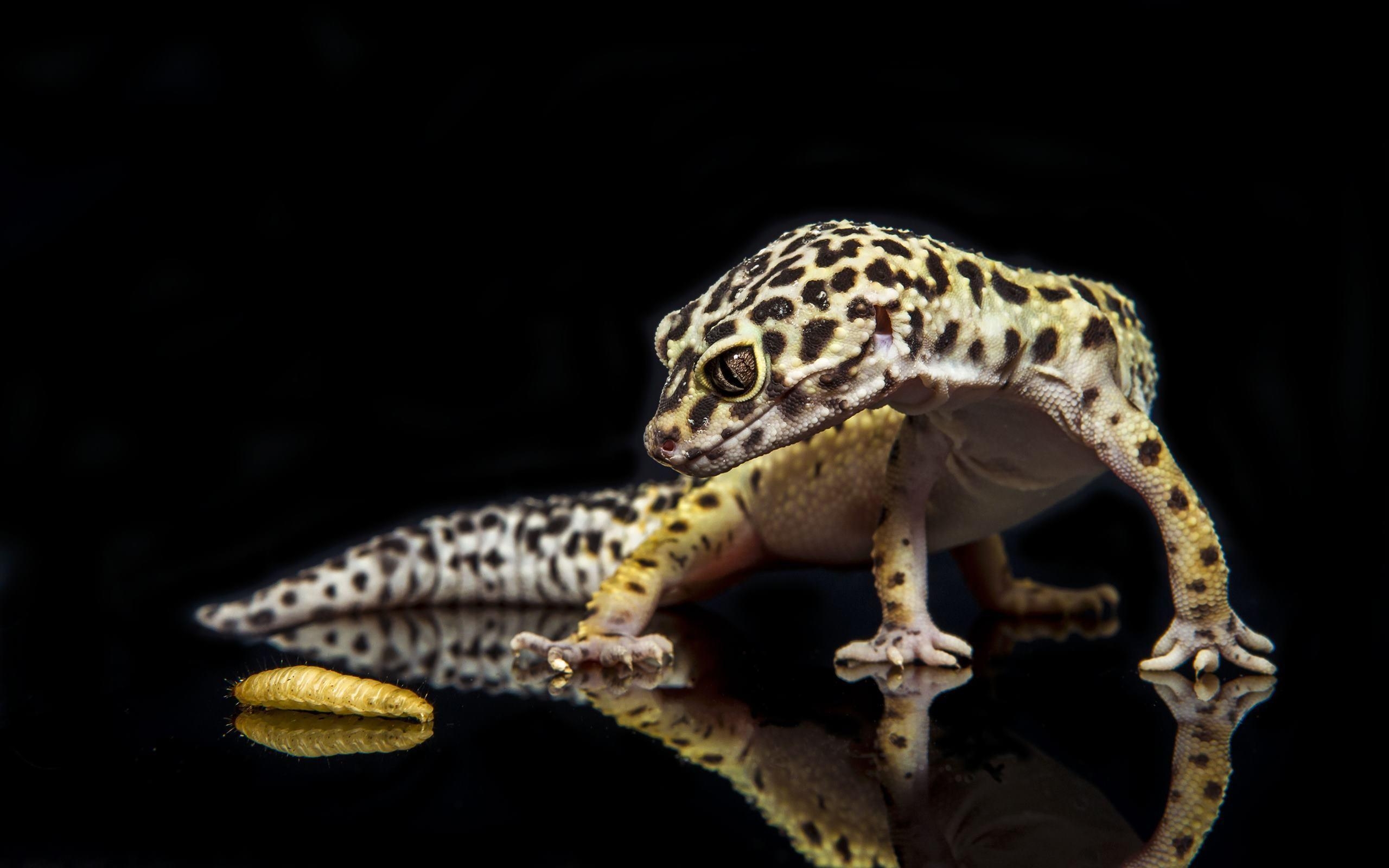 2560x1600 Gecko Wallpaper background picture, Desktop