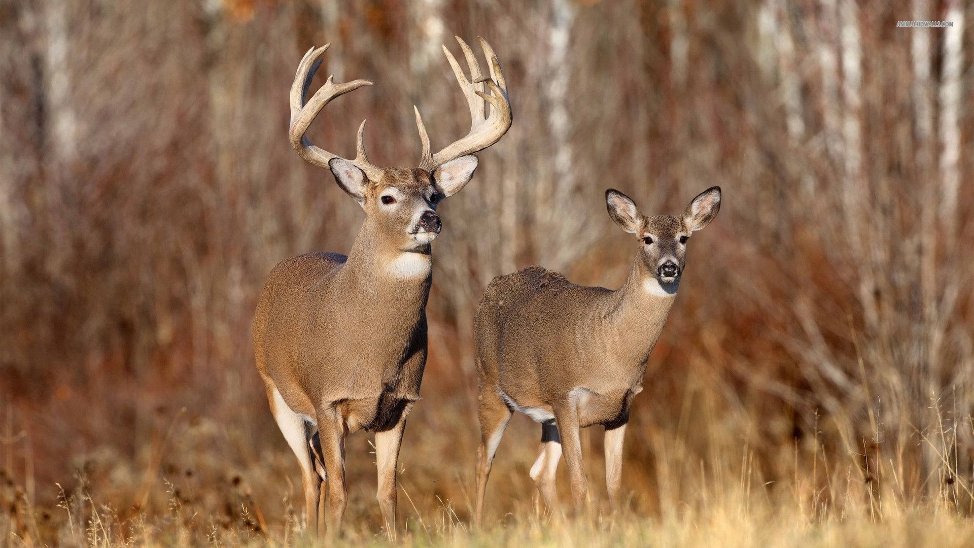 1920x1080 Fall Whitetail Deer Wallpaper, HD Fall Whitetail Deer Background on WallpaperBat, Desktop