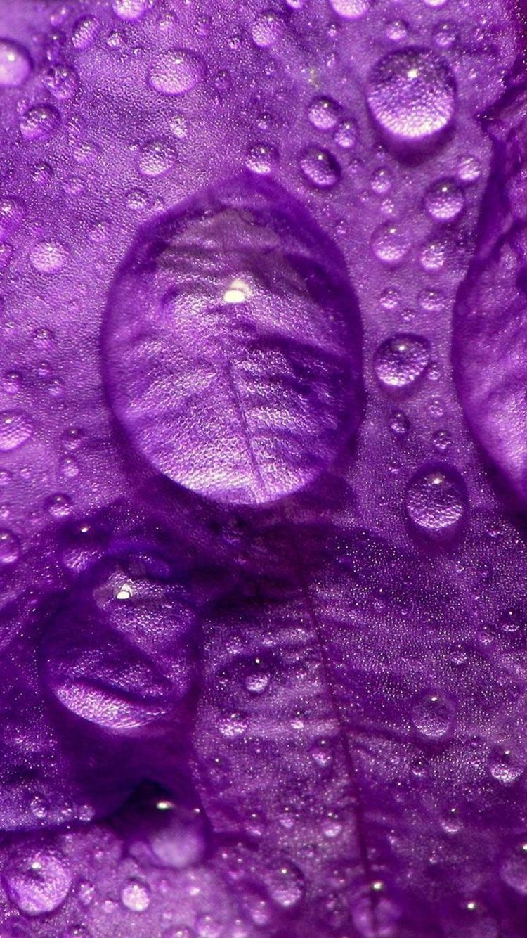 750x1340 HD Purple iPhone Wallpaper, Phone