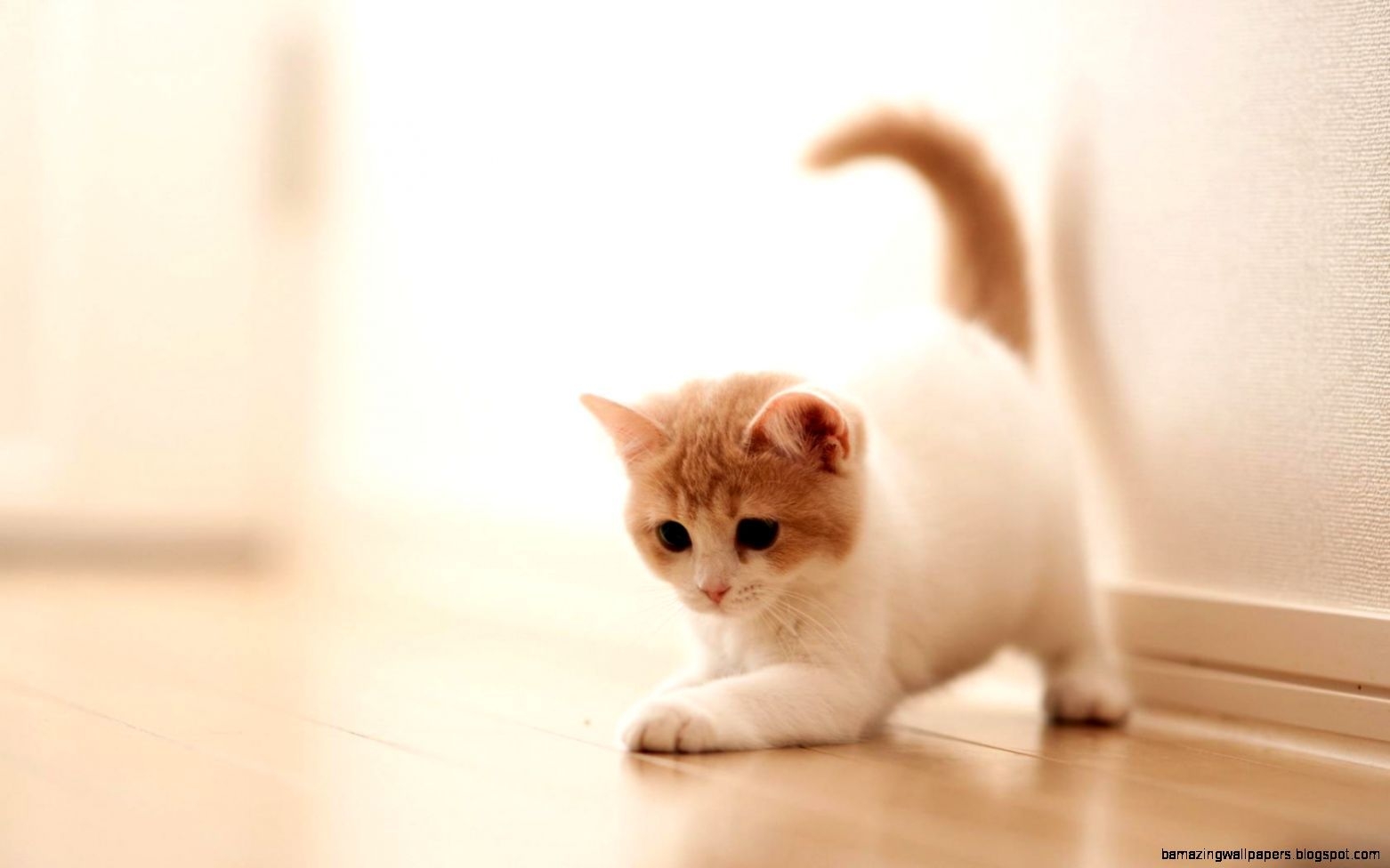 1570x980 Cute Cat Tumblr Background, Desktop