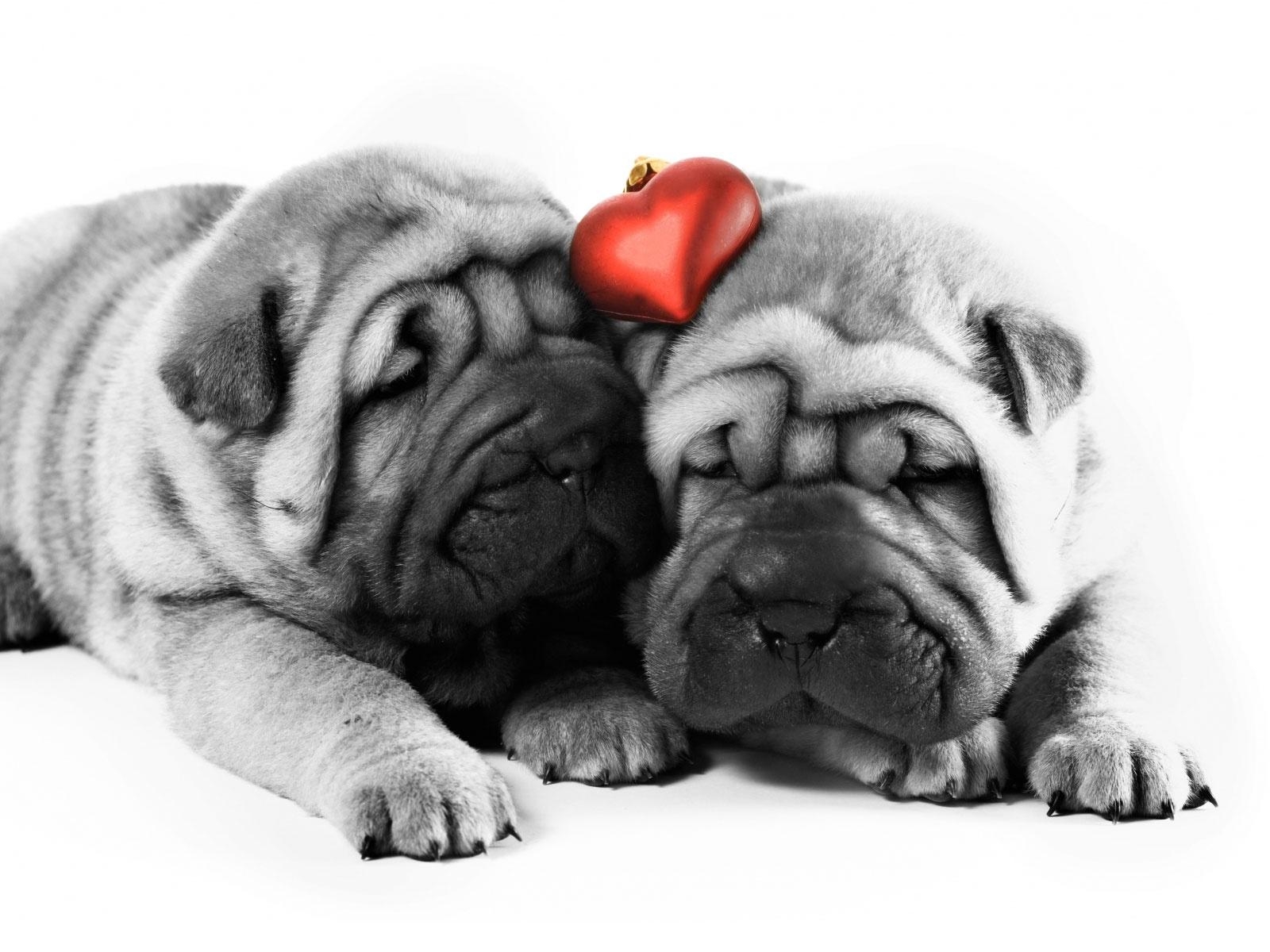 1600x1200 Valentine's Day Dog Wallpaper, Desktop