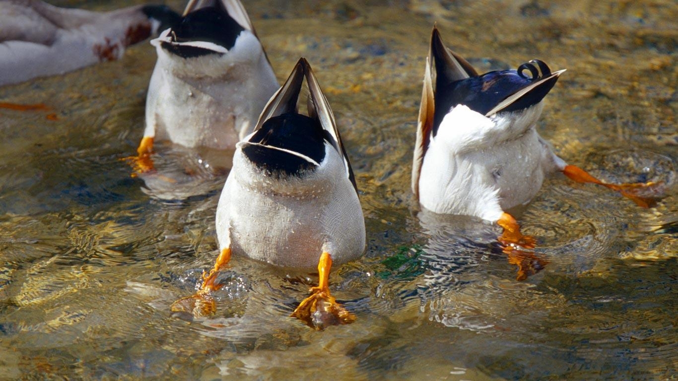 1370x770 Mallard Duck Wallpaper, Desktop