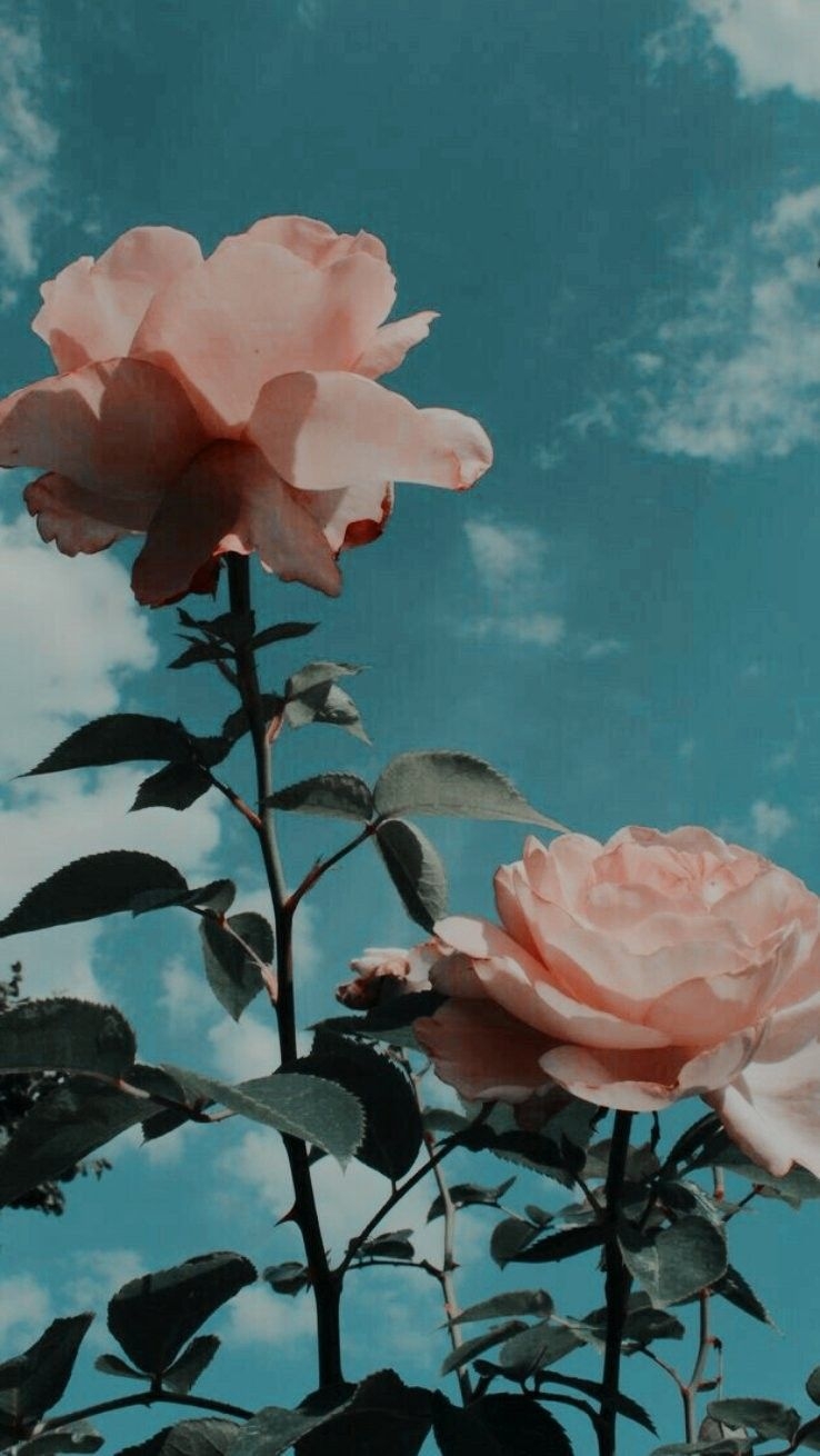 740x1310 Wallpaper Tumblr Vintage Aesthetic, Phone