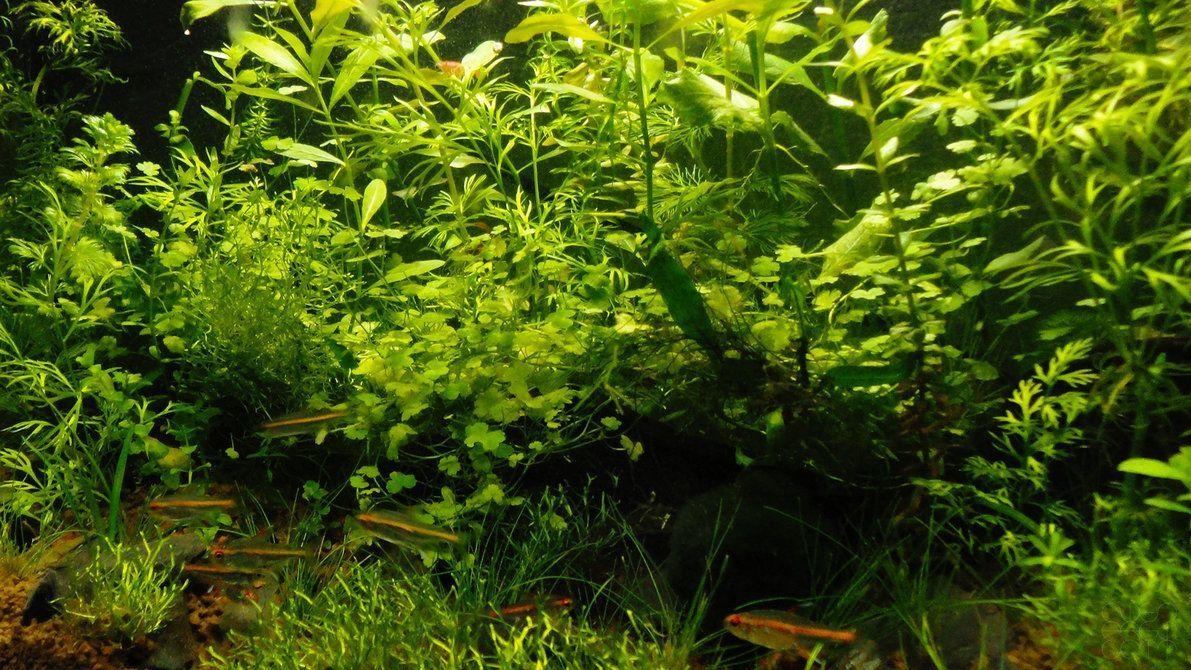 1200x670 Natural Aquascape 1080p HD Wallpaper by ArchitekOGP. Aquascape, Desktop