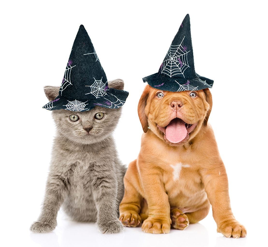 1110x1030 Wallpaper Puppy Kittens Dogue de Bordeaux cat Dogs 2 Hat Halloween, Desktop