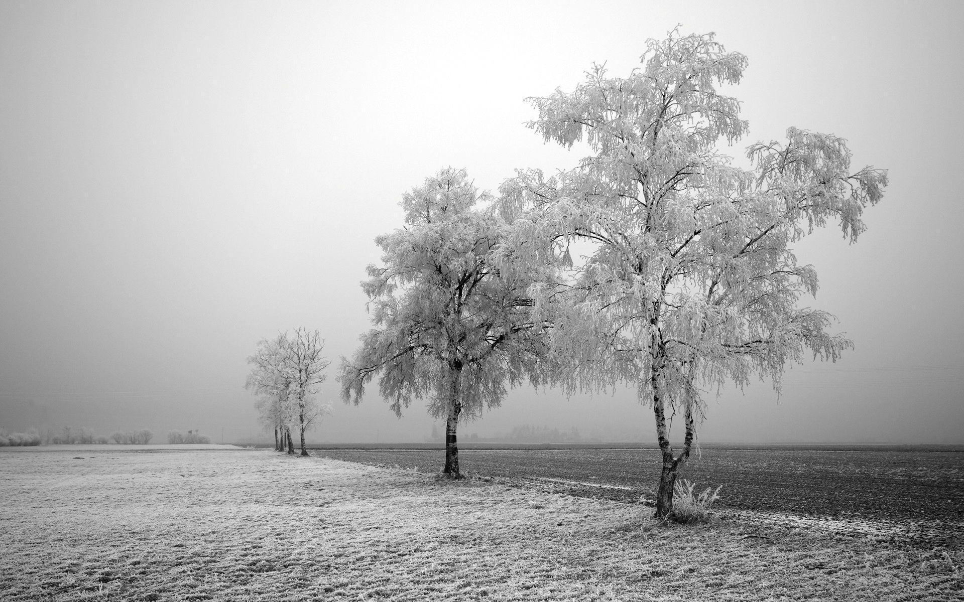 1920x1200 Winter Trees Background, Desktop