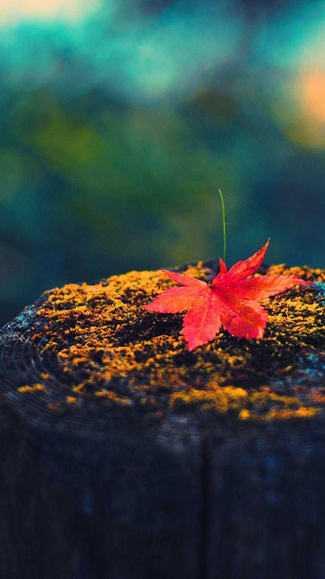 1080x1920 Nature Red Maple Leaf On Wood iPhone 6 Wallpaper Download. iPhone Wallpaper, iPad wallpa. Autumn leaves wallpaper, Best nature wallpaper, iPhone wallpaper fall, Phone