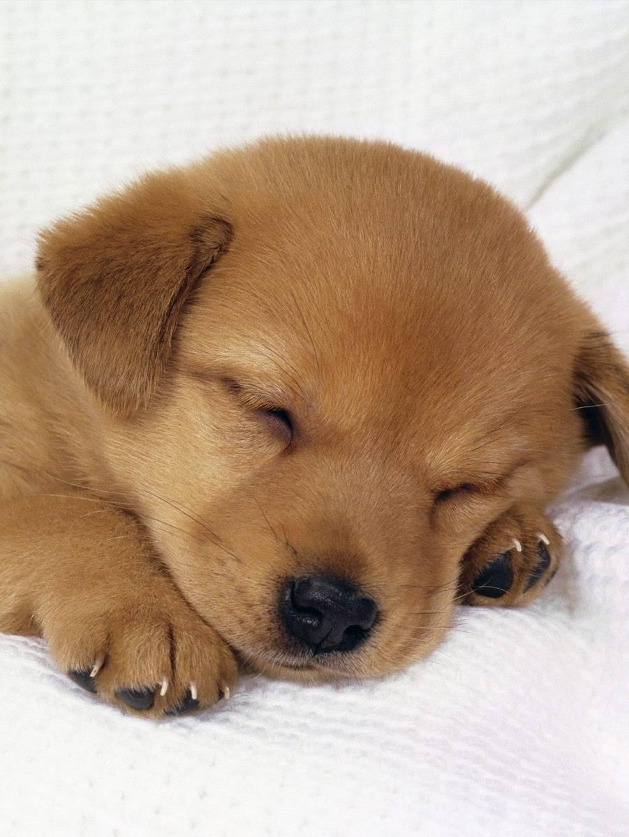 910x1200 Cute Baby Dog Wallpaper, Phone