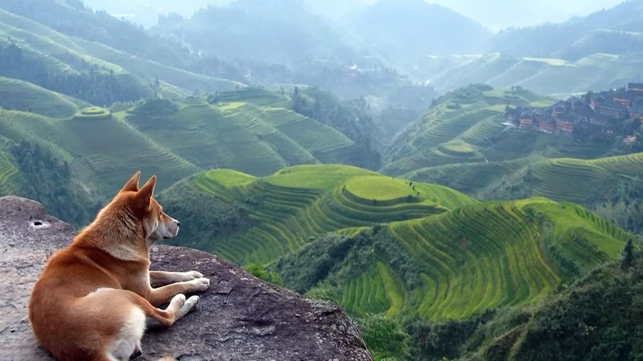 1280x720 Dog at the Hill HD Wallpaper Definition Wallpaper, Desktop