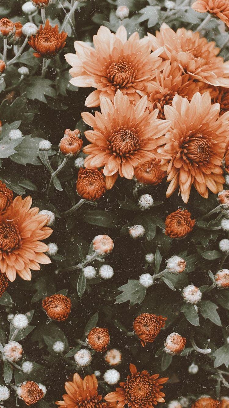 750x1340 Wallpaper. Flowers. Vintage. Flower iphone wallpaper, Phone