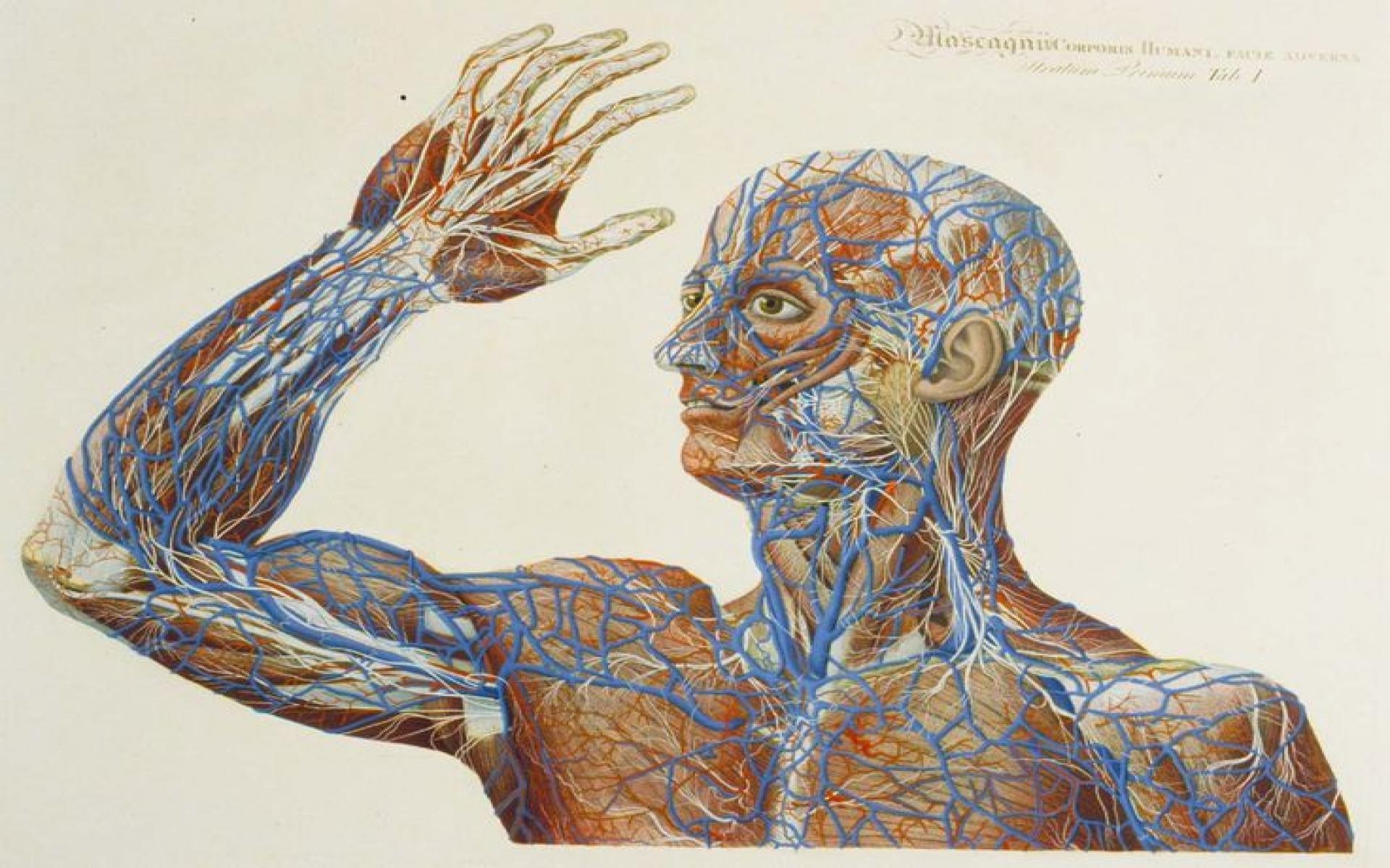 1920x1200 v.35: Human Anatomy Wallpaper (736x555), Desktop