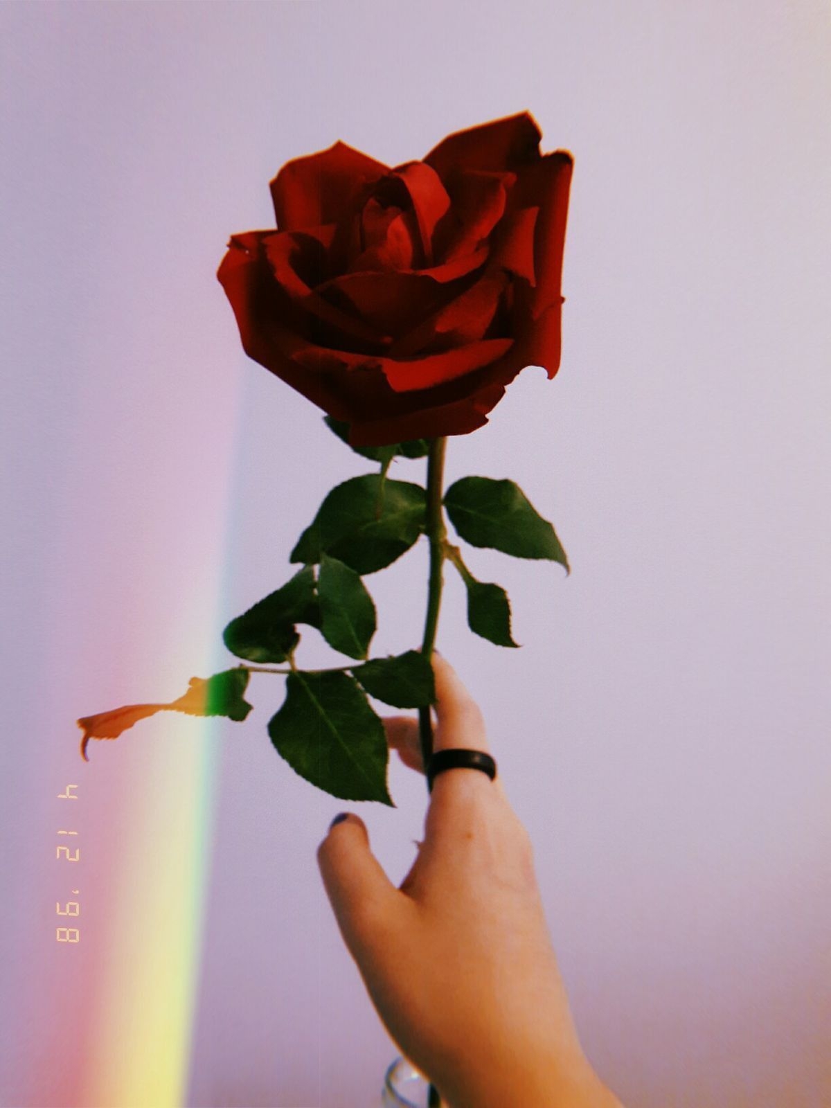 1200x1600 Sad Rose Aesthetic Wallpaper Free Sad Rose Aesthetic, Phone