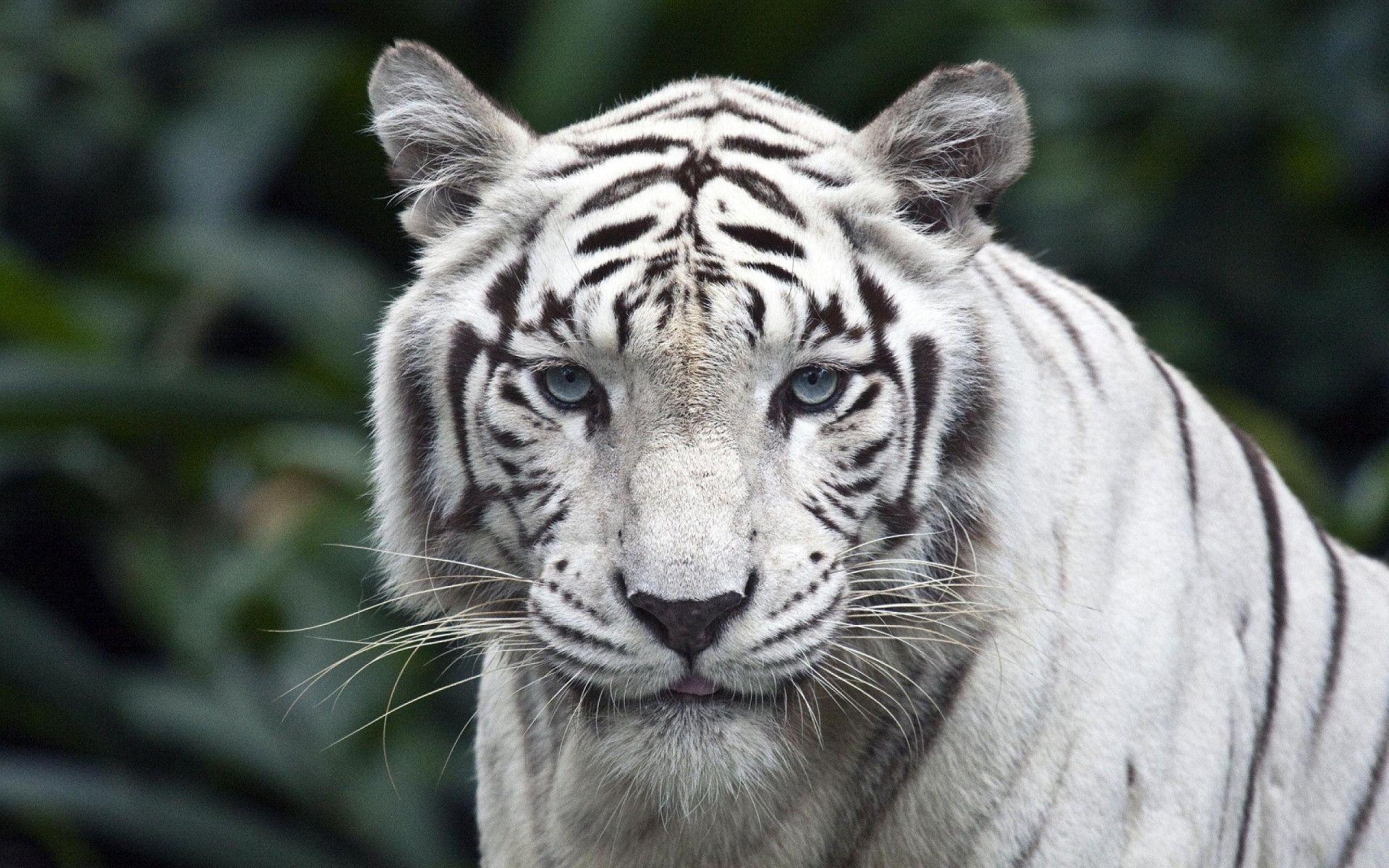 1920x1200 White Tigers Wallpaper Full HD, Desktop