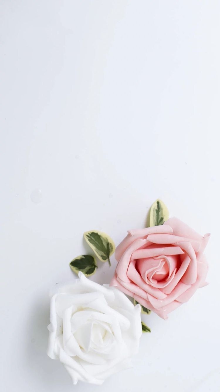 750x1340 White Rose iPhone Wallpaper, Phone