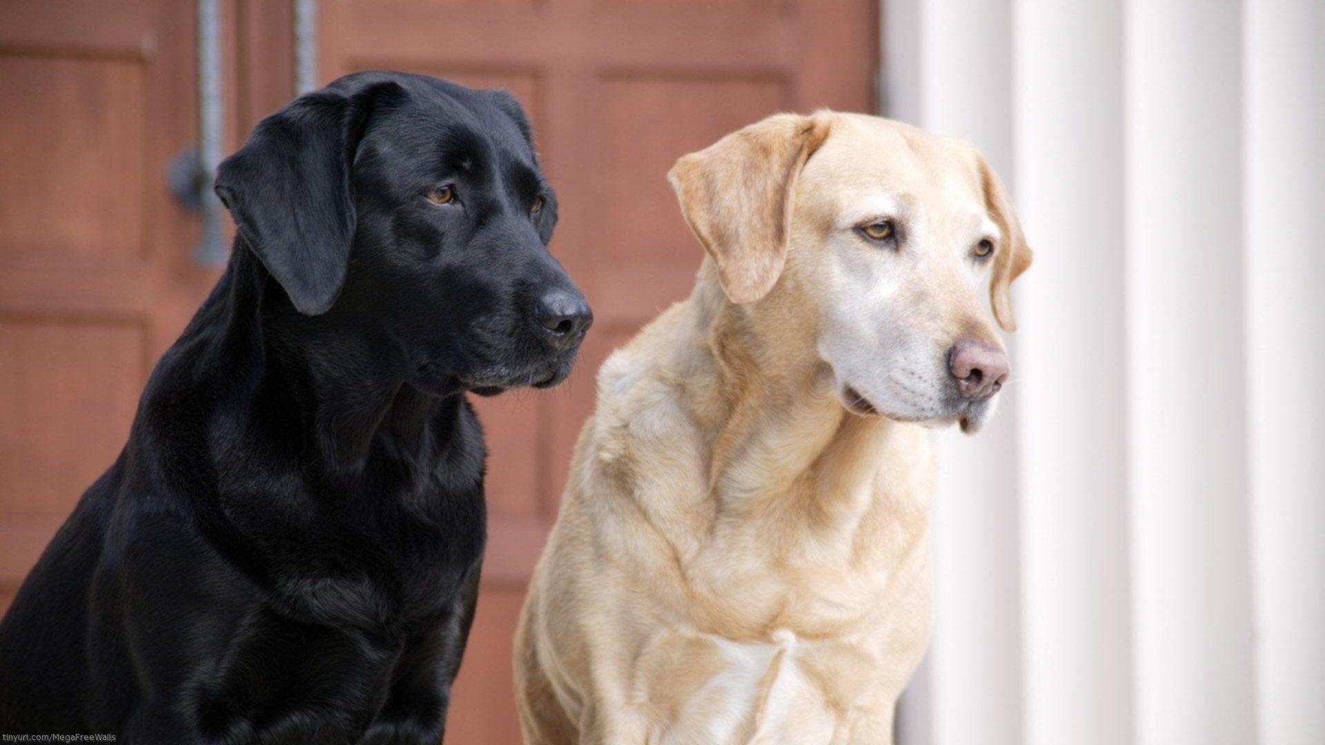 1920x1080 Labrador Retriever HD Wallpaper, Desktop