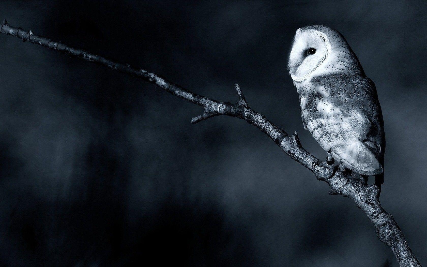 1680x1050 Download Wallpaper, Download  nature owls branch barn, Desktop