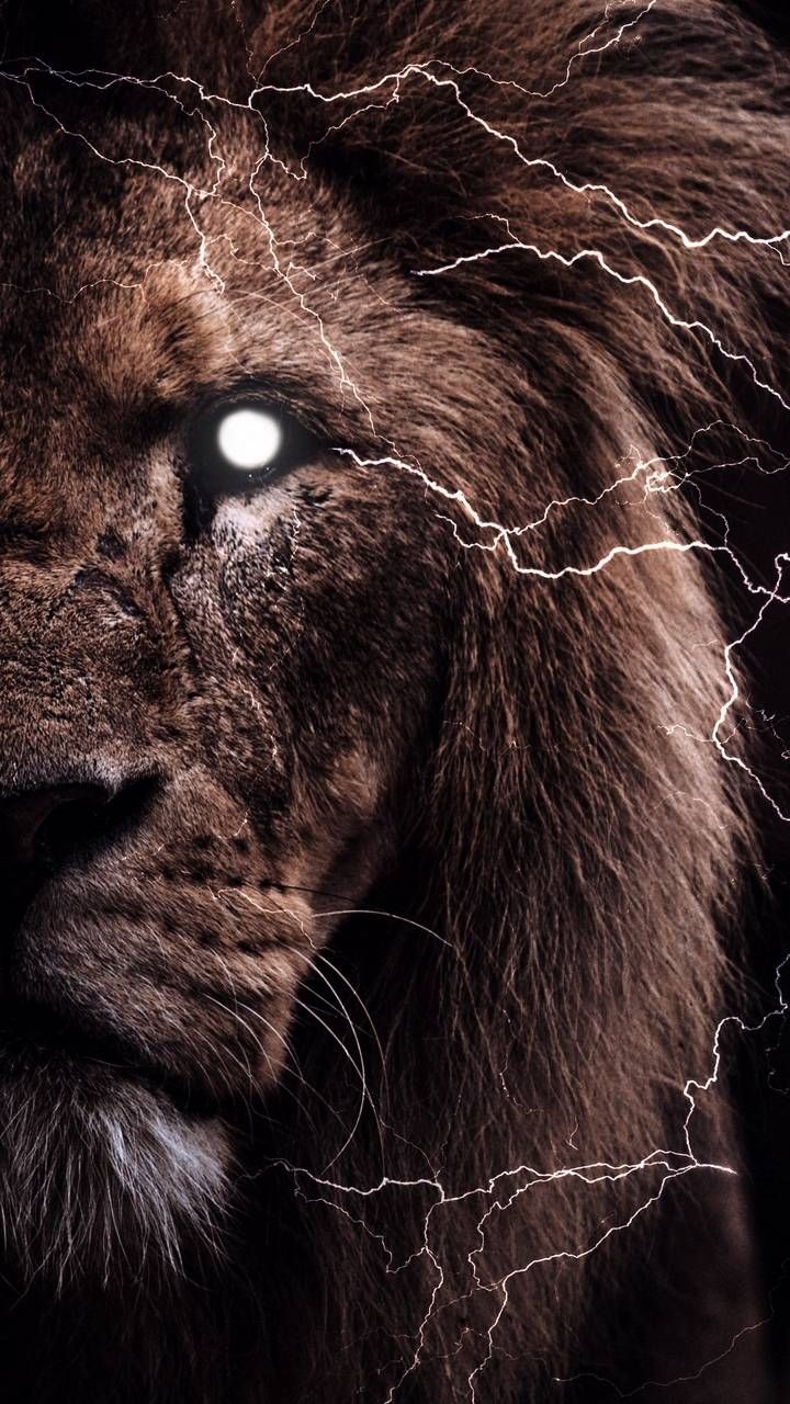 720x1280 iPhone Wallpaper for iPhone iPhone iPhone X, iPhone XR, iPhone 8 Plus High Quality Wallpaper,. Lion wallpaper, Lion wallpaper iphone, Lion HD wallpaper, Phone