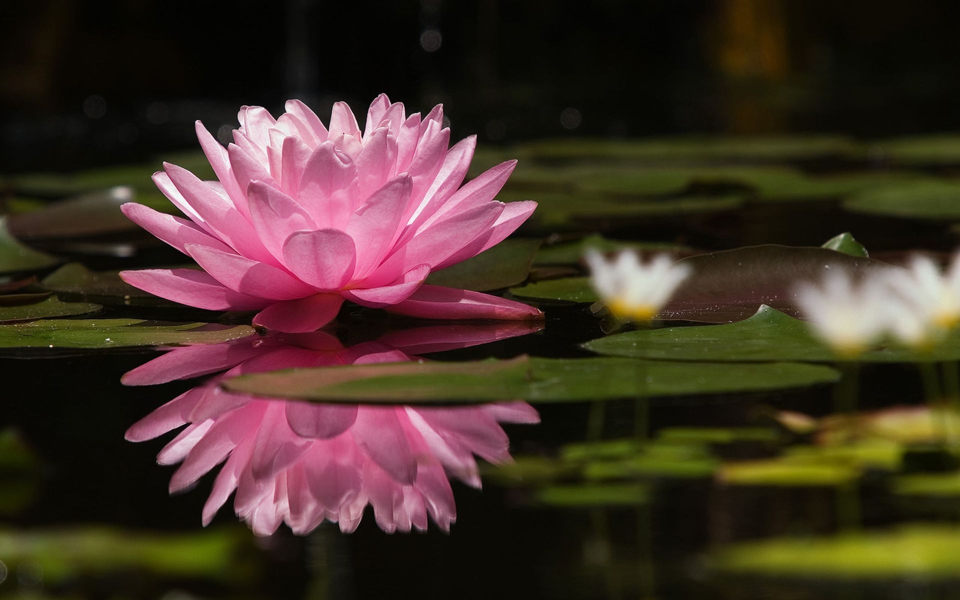 1920x1200 Water Lily Wallpaper, Desktop