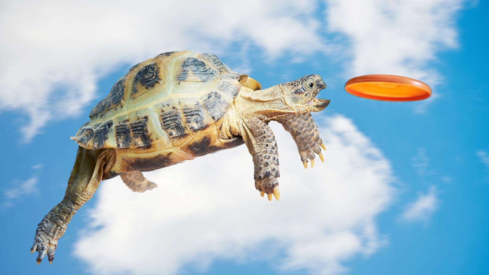 1600x900 Wallpaper Turtles Sky Jump Creative Flight Animals, Desktop