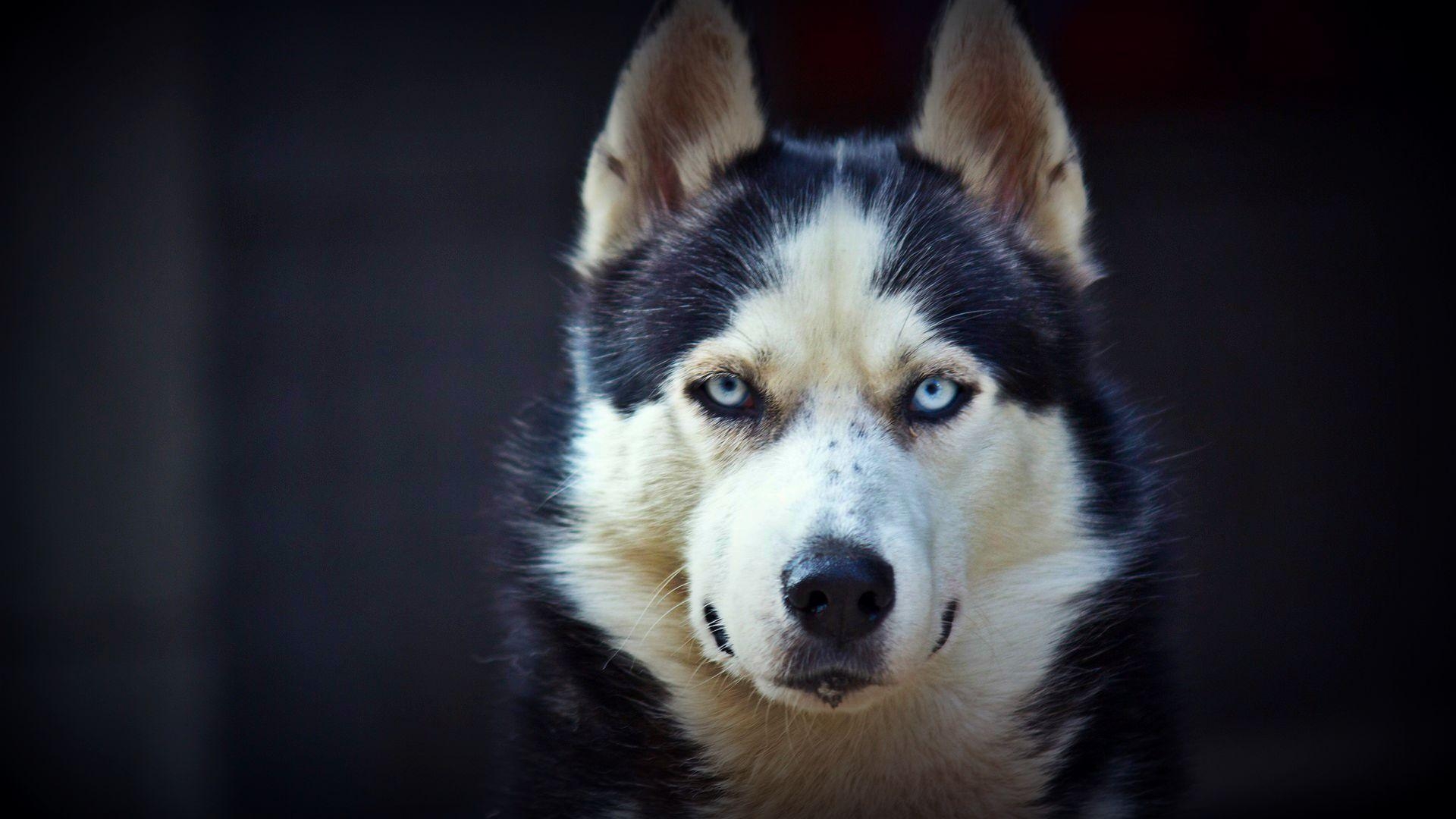 1920x1080 Siberian Husky Wallpaper 28 Background. Wallruru, Desktop