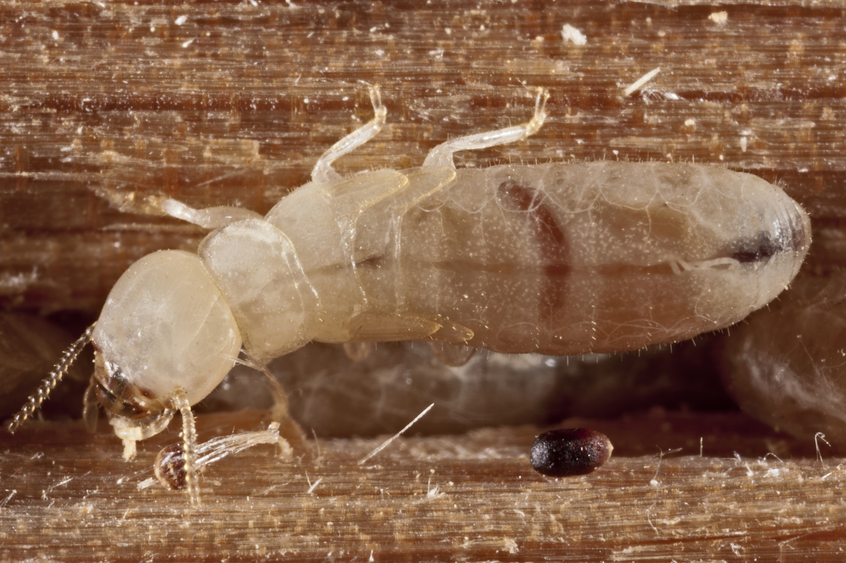 1690x1130 Termite Wallpaper. Termite, Desktop