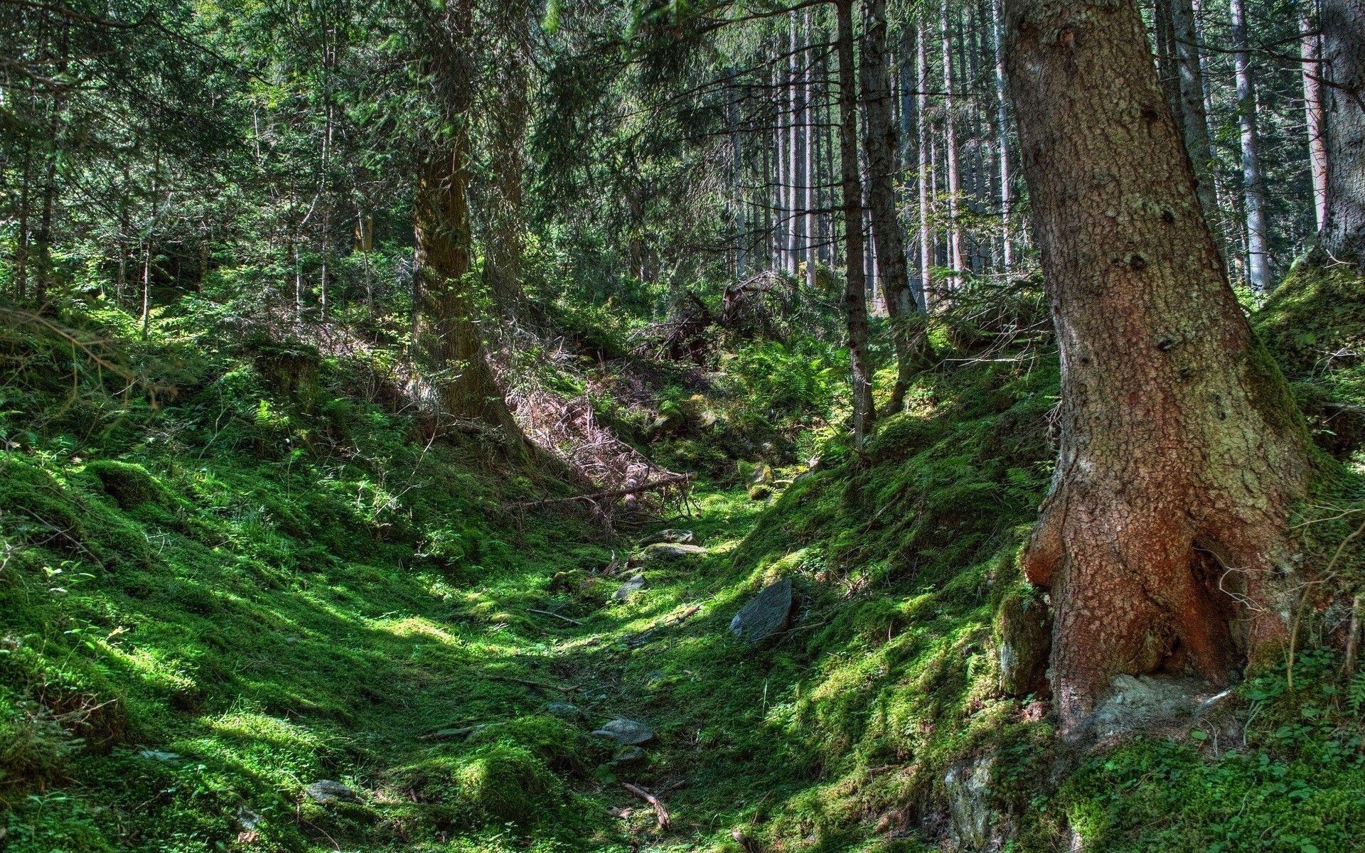 1920x1200 Jungle HD Wallpaper Image Picture Photo Download, Desktop