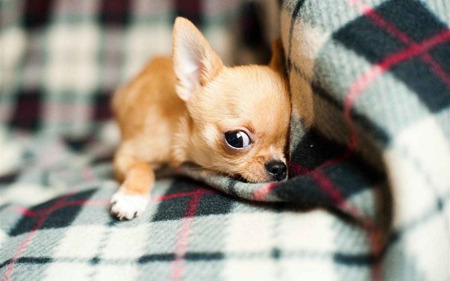 1440x900 Chihuahua Wallpaper 8 X 1080, Desktop