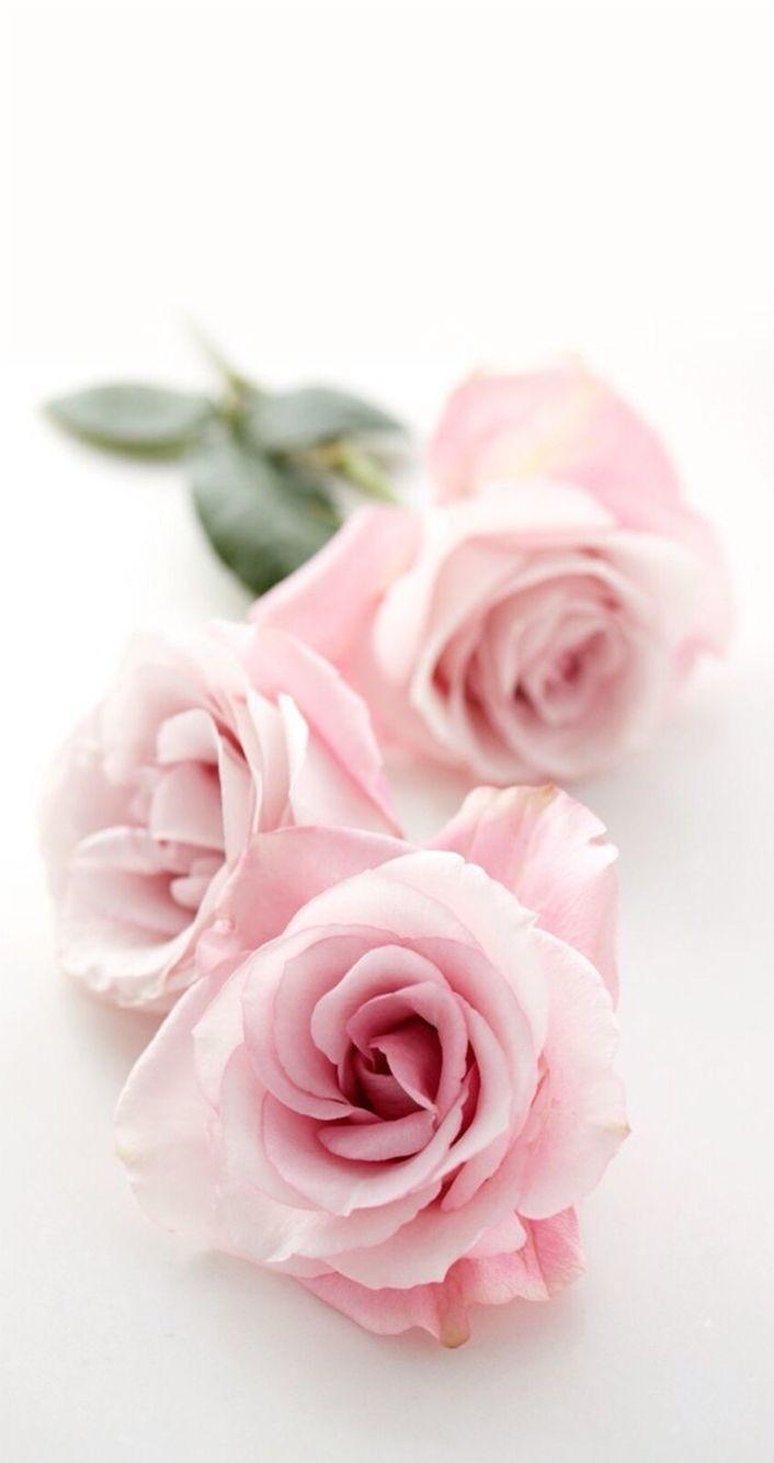 710x1340 Pink Rose Wallpaper iPhone 7 3D iPhone Wallpaper, Phone