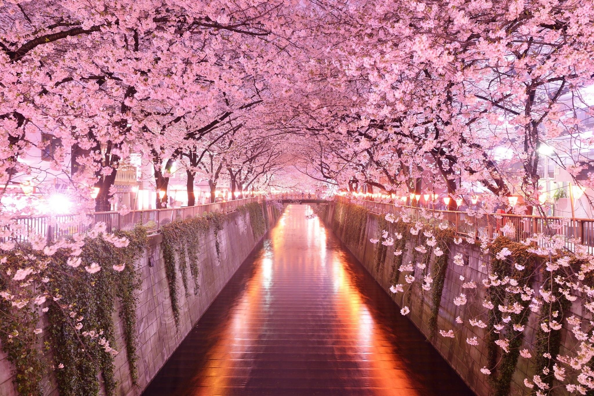 2050x1370 Cherry Blossom Wallpaper, Desktop