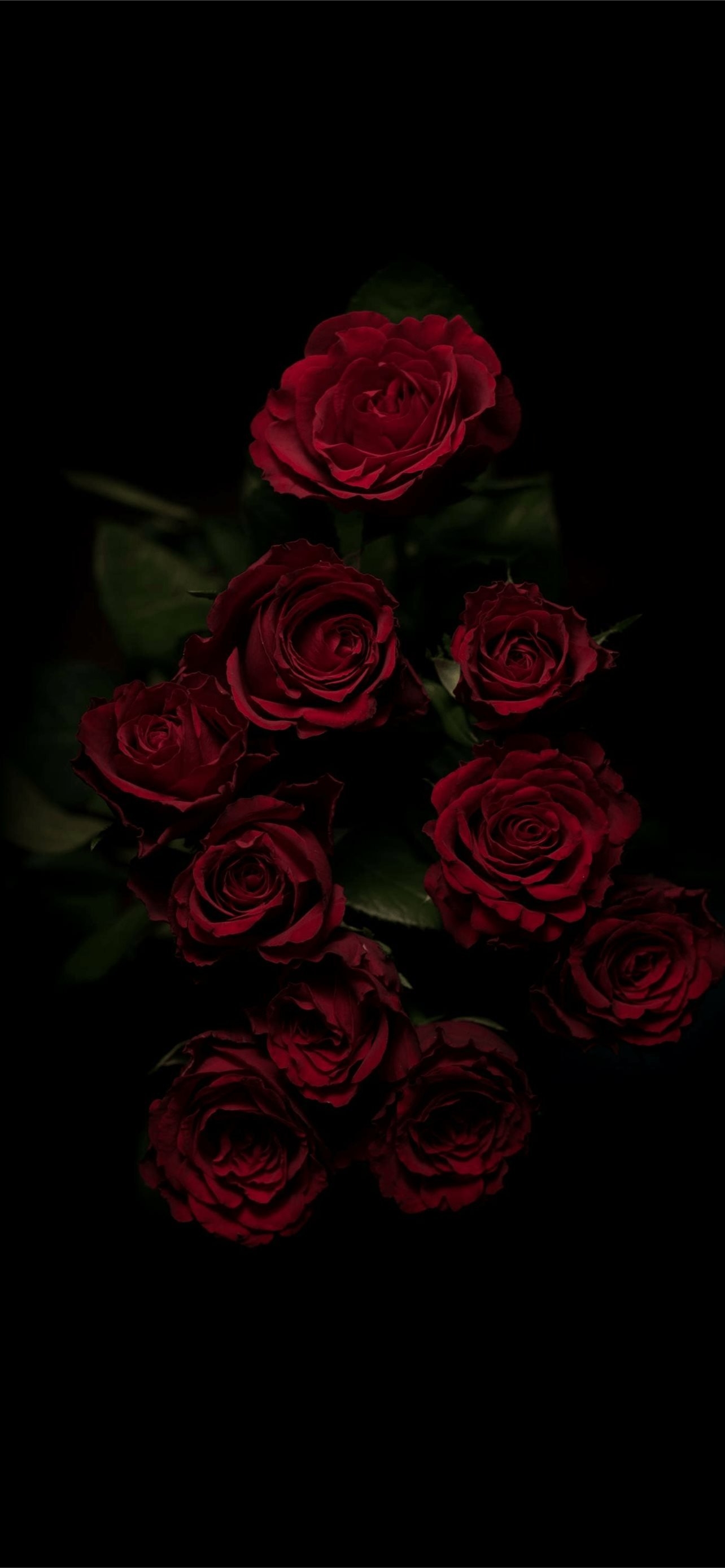 1290x2780 Best Roses iPhone HD Wallpaper, Phone