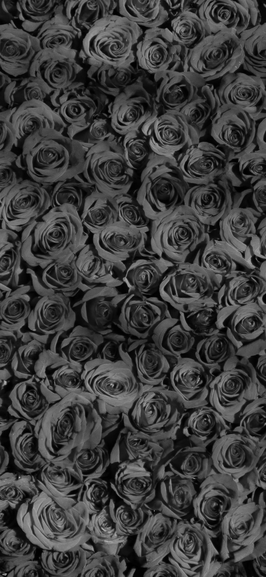 1130x2440 Rose Dark Bw Pattern Wallpaper, Phone