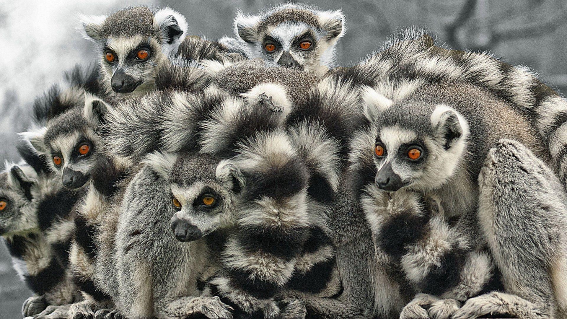 1920x1080 Lemur HD Wallpaper, Desktop