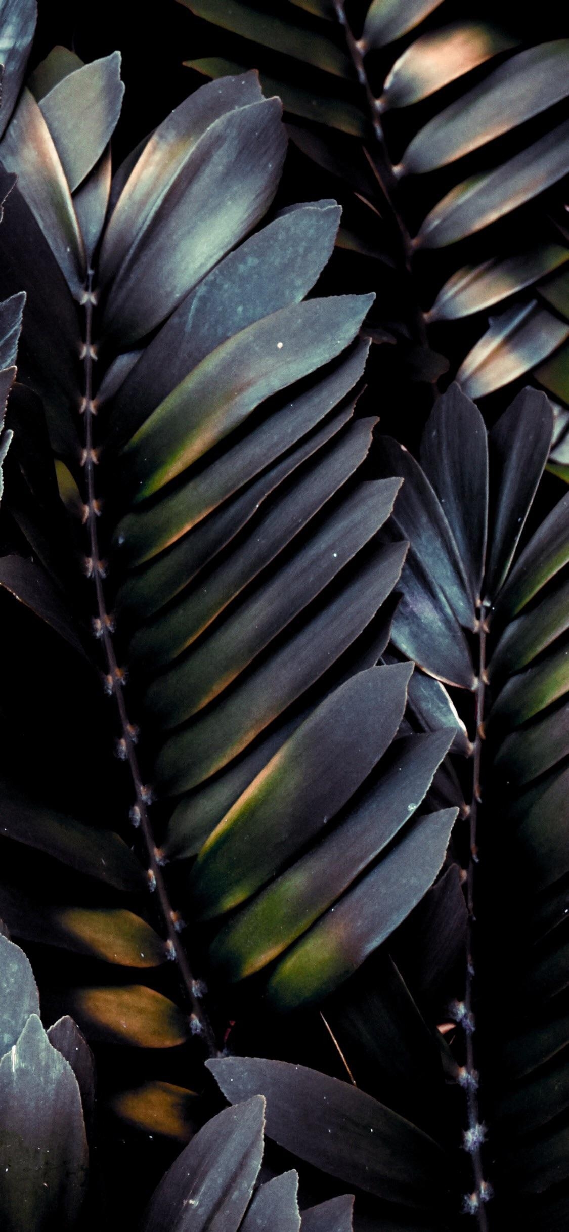 1130x2440 Dark Leaves. iPhone X Wallpaper X Wallpaper HD, Phone