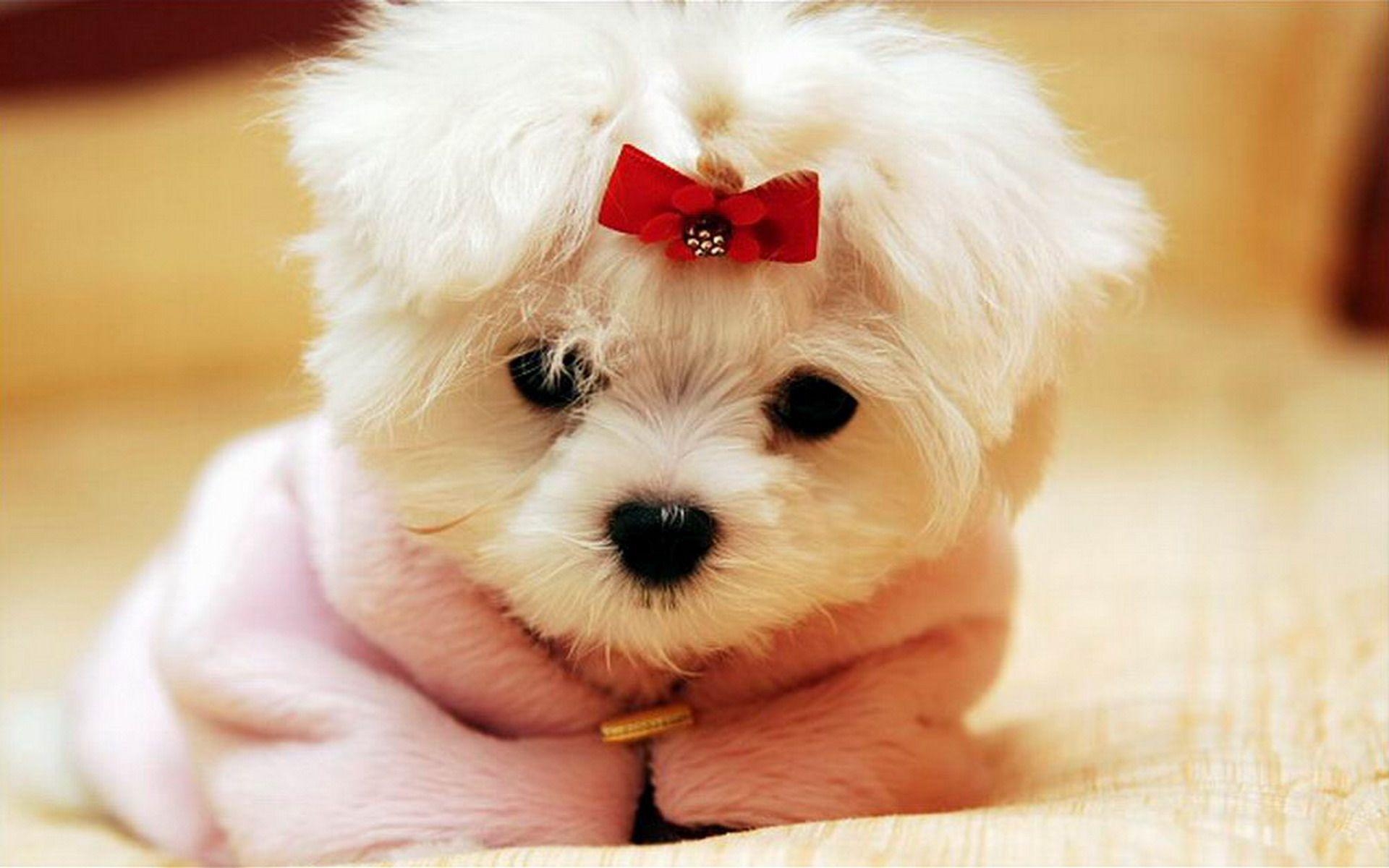 1920x1200 Cute Dog s For iPhone wallpaperx1200, Desktop