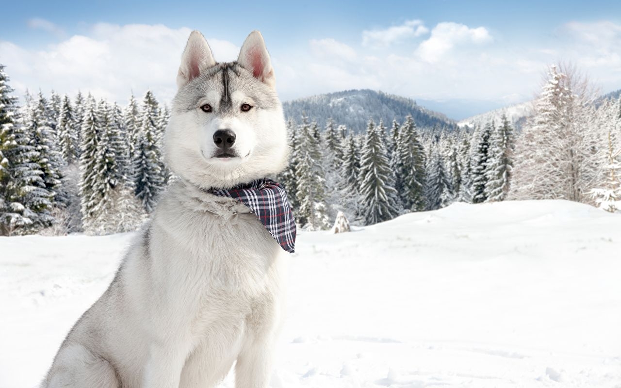 1280x800 Picture Alaskan Malamute Dogs Winter Snow Animals, Desktop