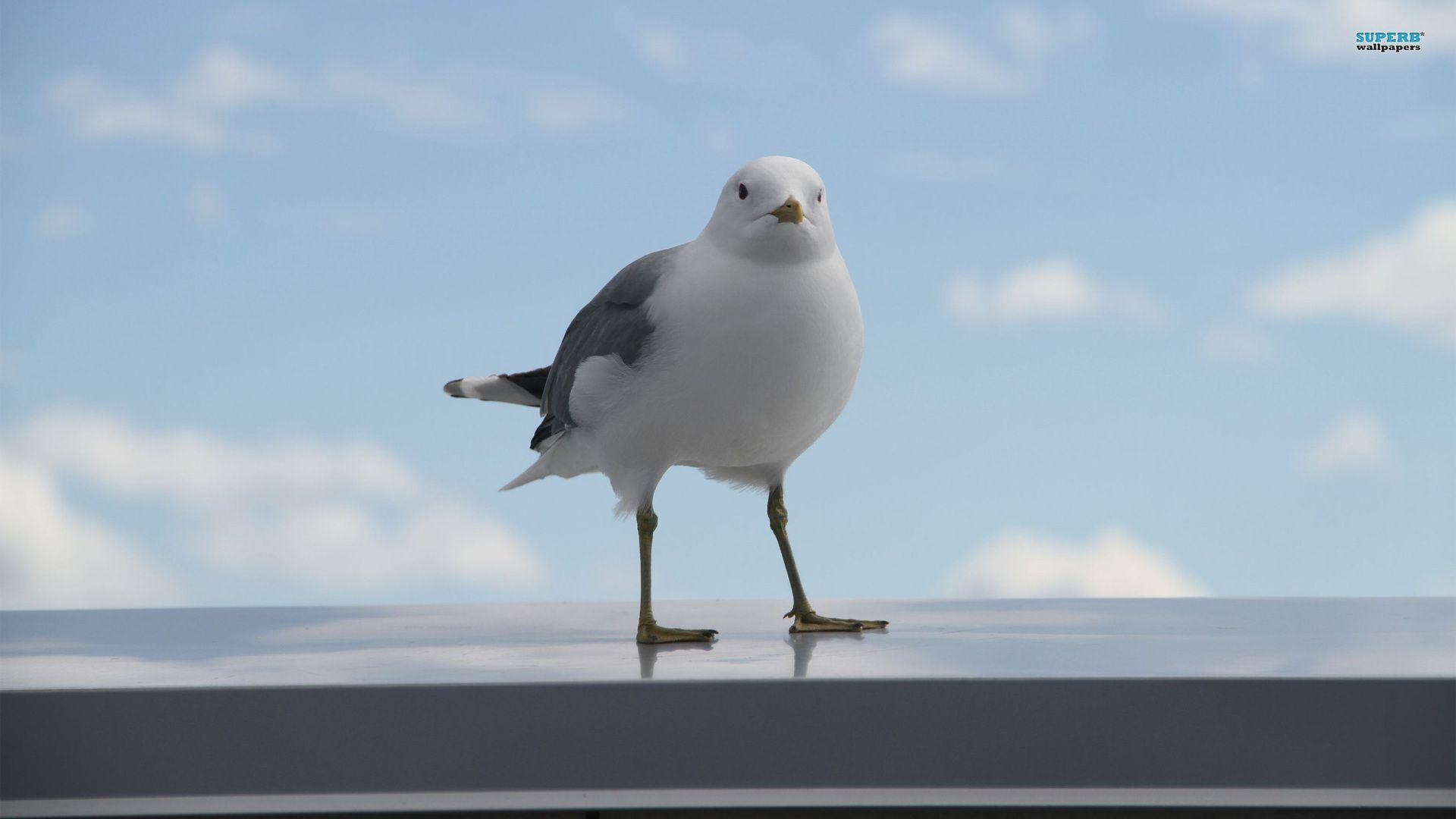 1920x1080 Seagull Wallpaper, Desktop