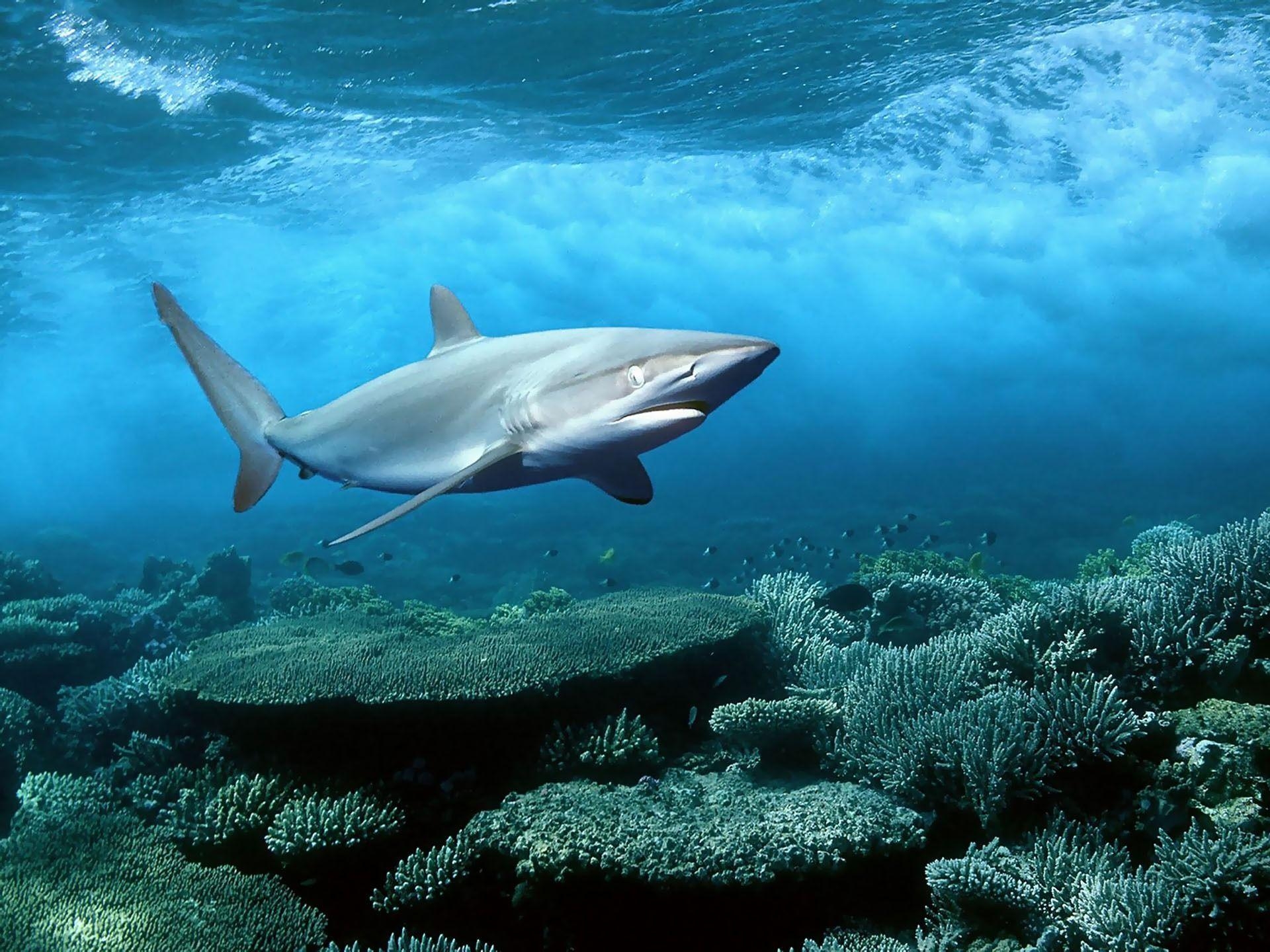 1920x1440 Blue Shark HD Wallpaper Wallpaper Inn, Desktop