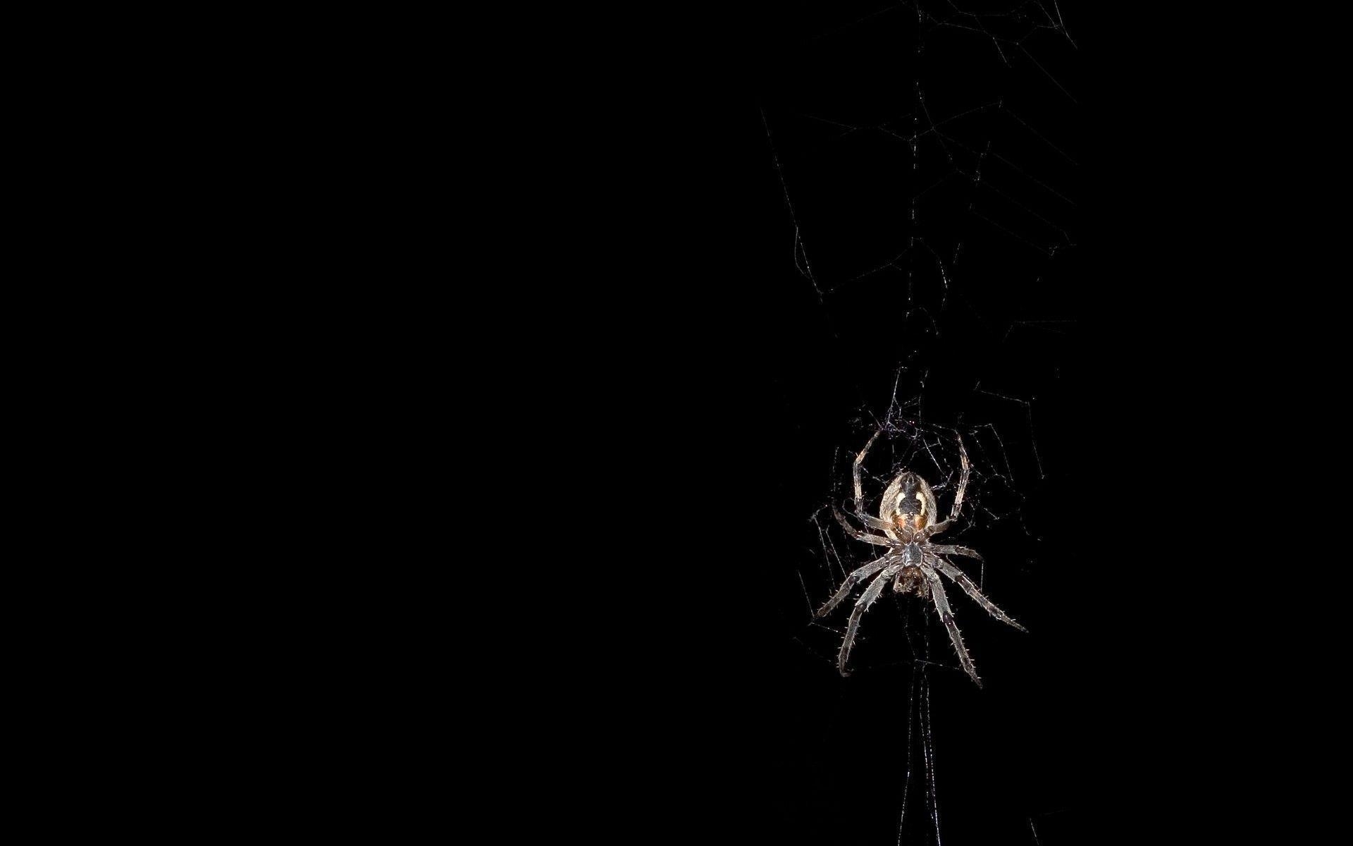 1920x1200 black and white spider wallpaper free. walljpeg, Desktop