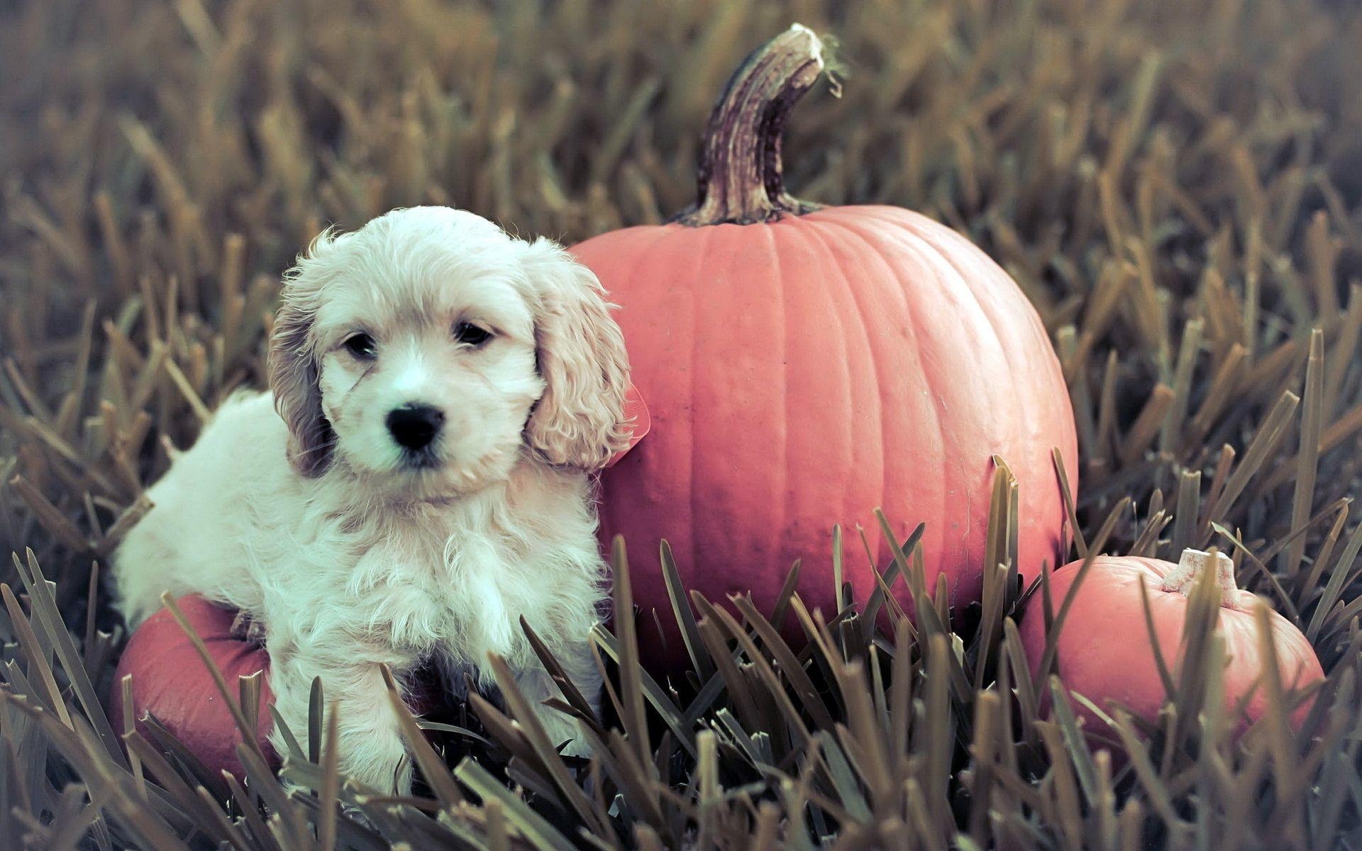 1920x1200 Halloween Pets Wallpaper, Desktop