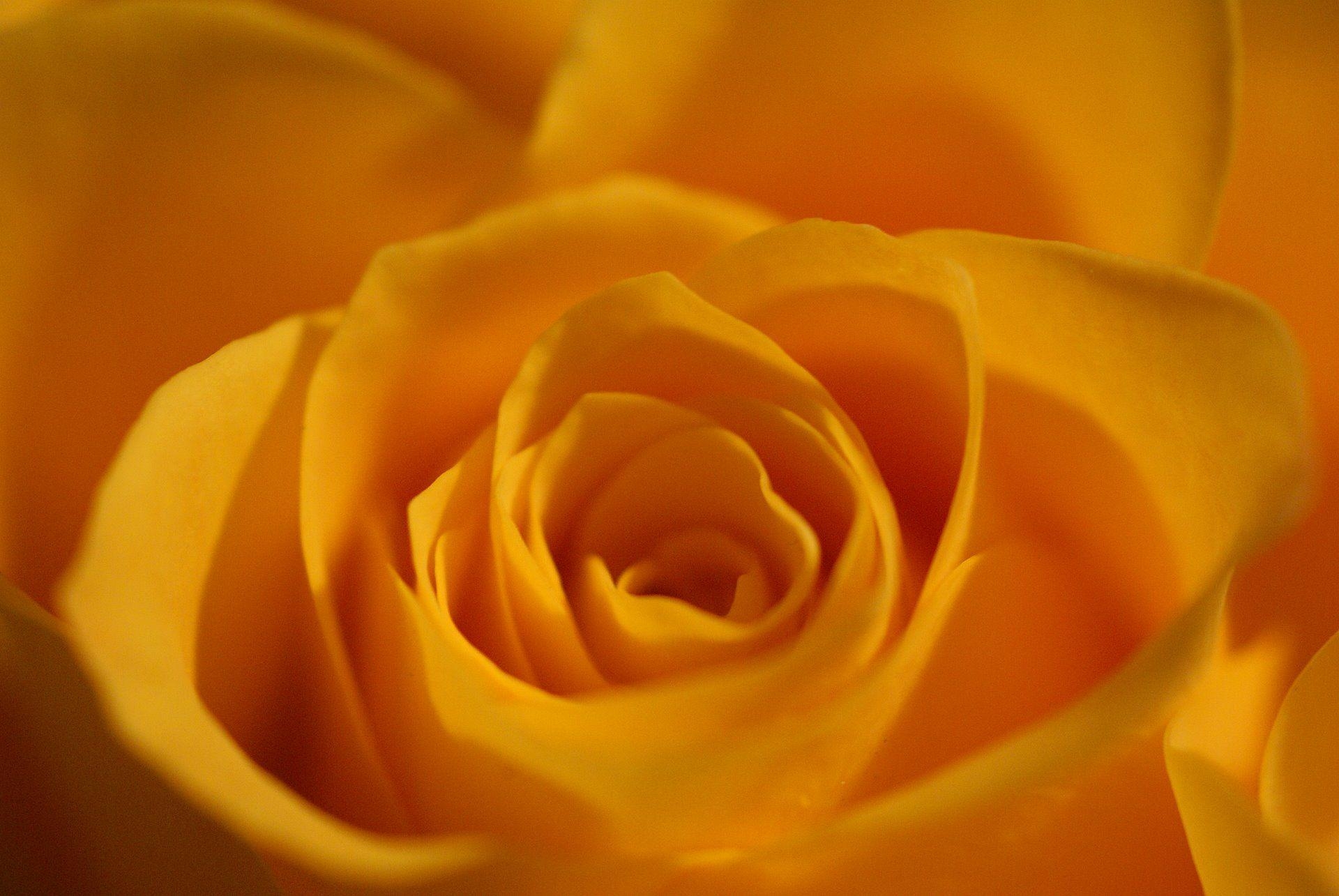 1920x1290 Yellow Rose Flowers Wallpaper For Desktop, Desktop