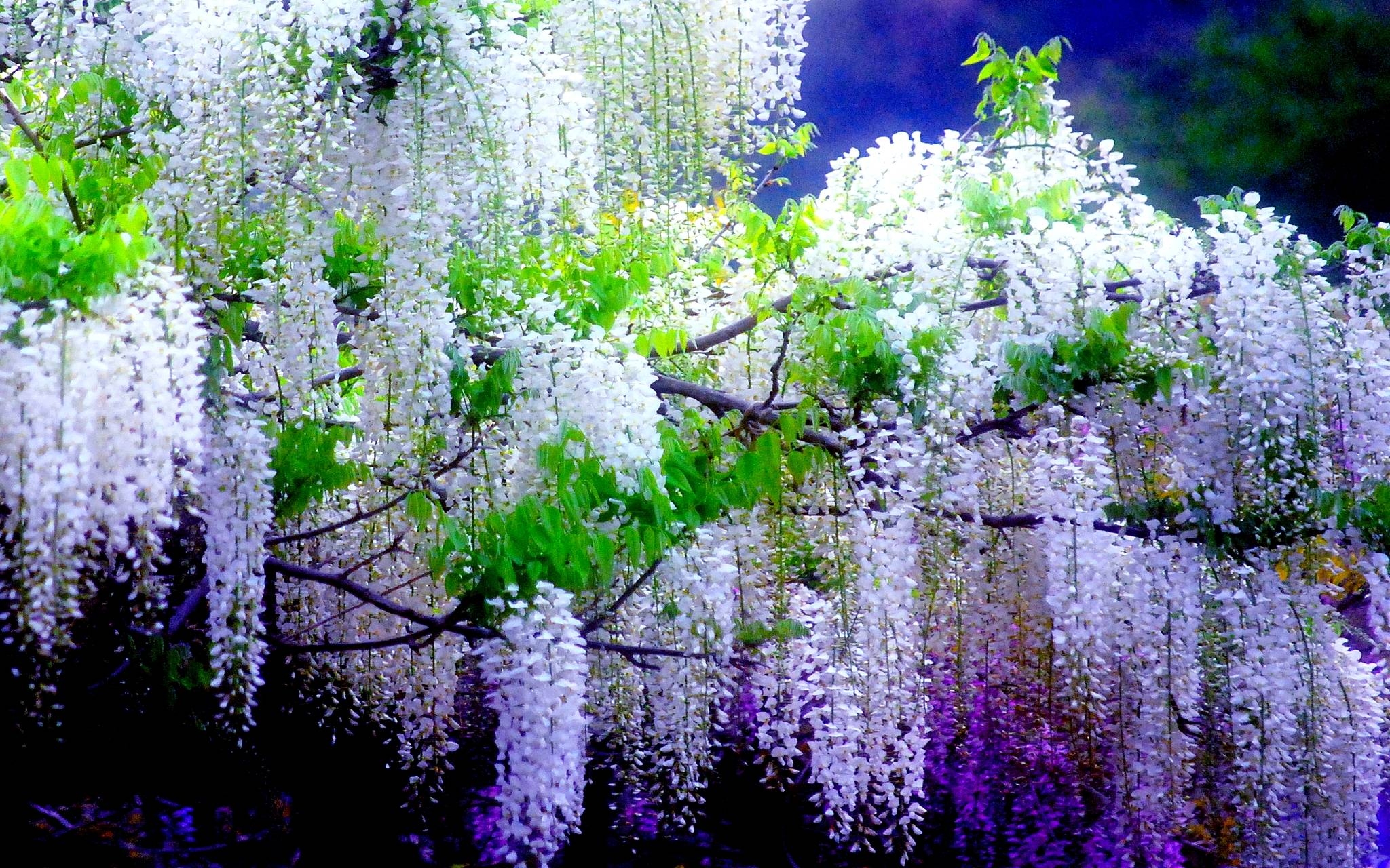 2050x1280 Wisteria Flower Wallpaper, Desktop