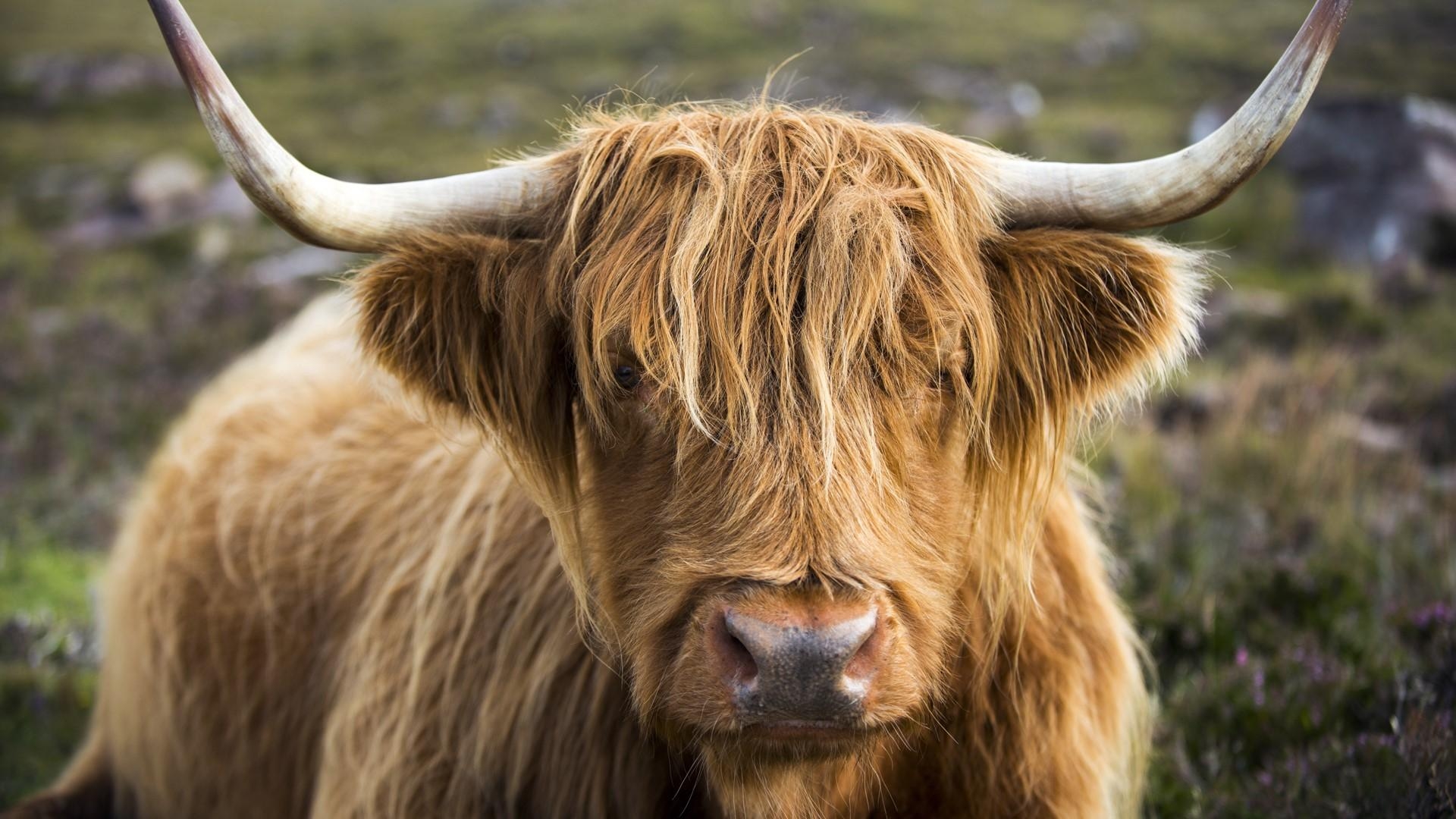 1920x1080 Highland Cow Wallpaper Uk Fitrini's Wallpaper, Desktop